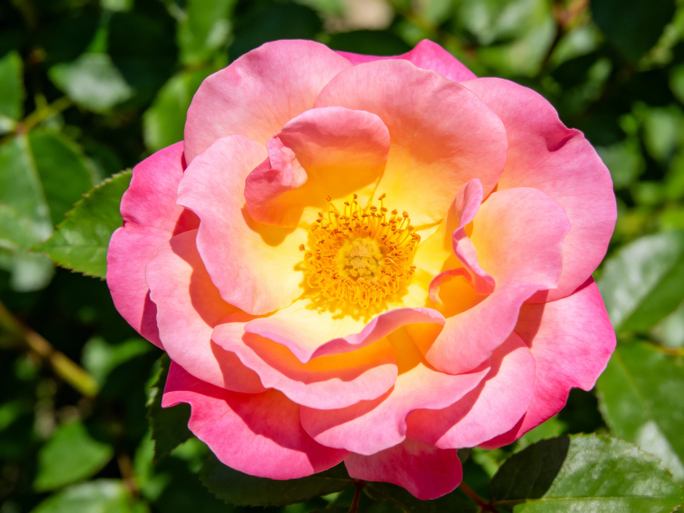 A vibrant pink and yellow rose blooms amid lush green foliage