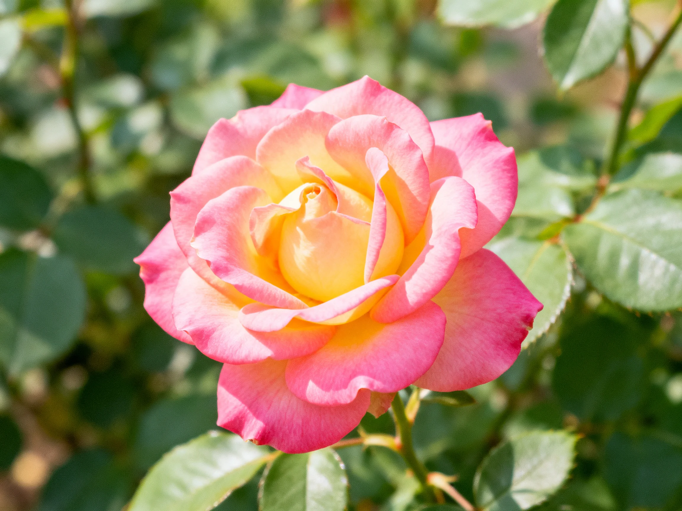 A vibrant pink and yellow rose blooms amid lush green foliage