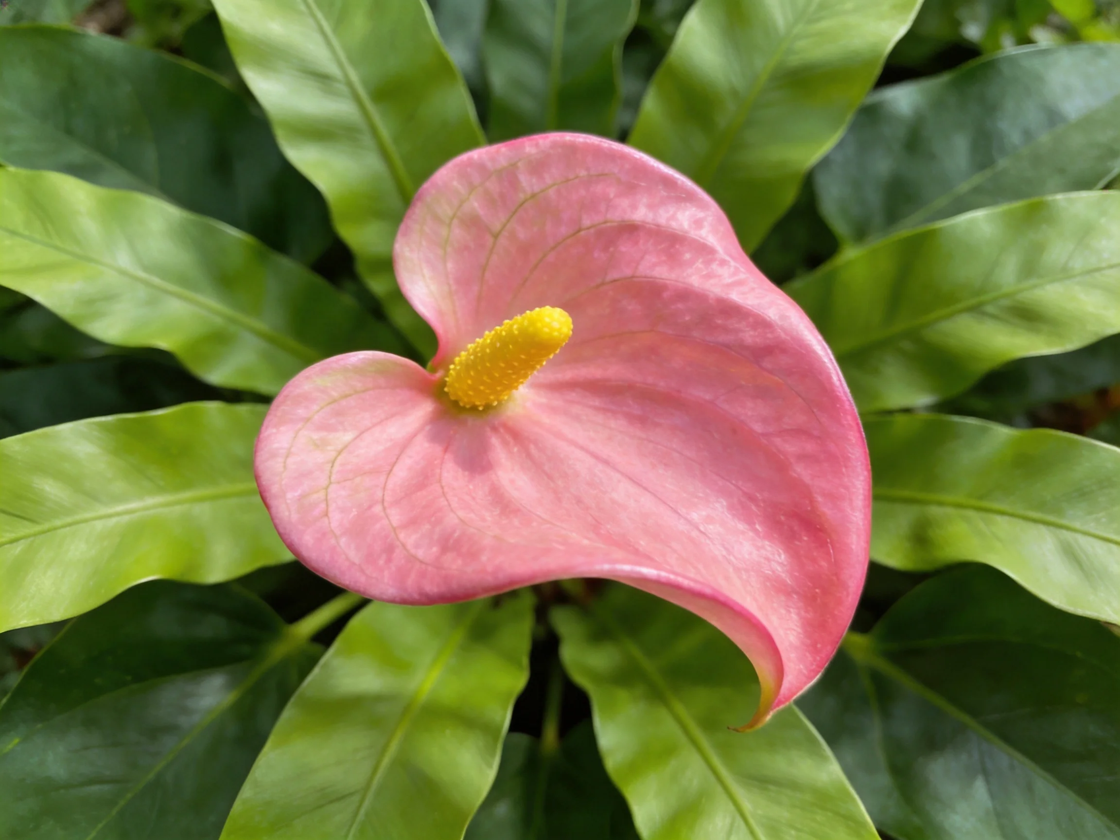 A vibrant pink anthurium flower with glossy green foliage
