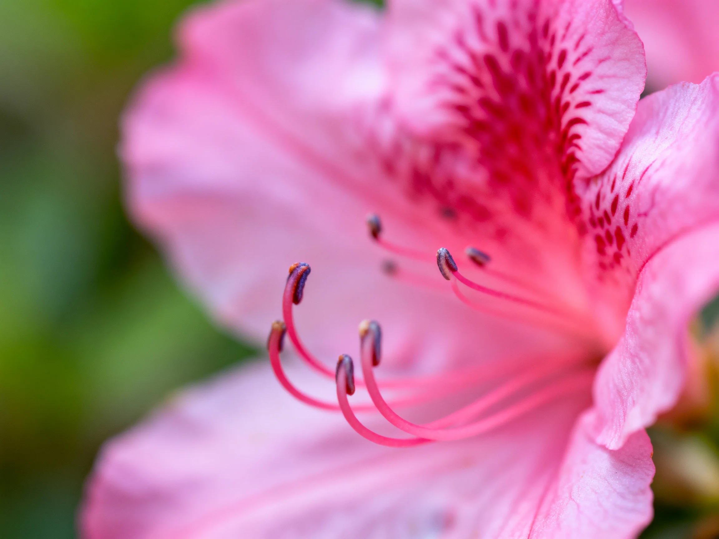 A vibrant pink azalea bloom with detailed stamens and speckled petals