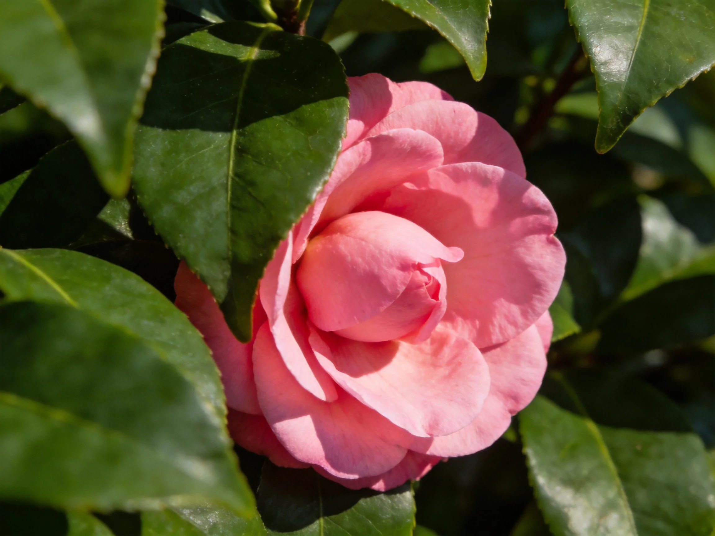 A vibrant pink camellia surrounded by glossy dark green leaves