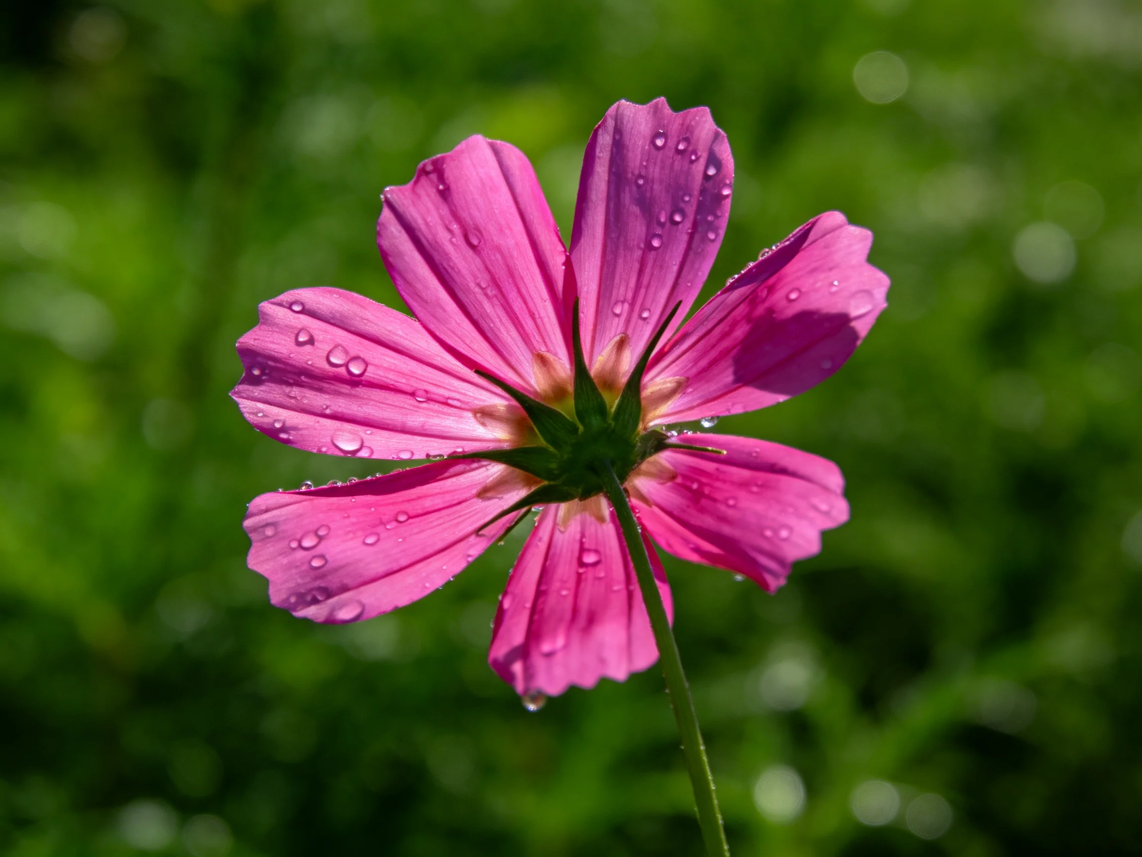 A vibrant pink cosmos flower adorned with dewdrops amidst a lush green background