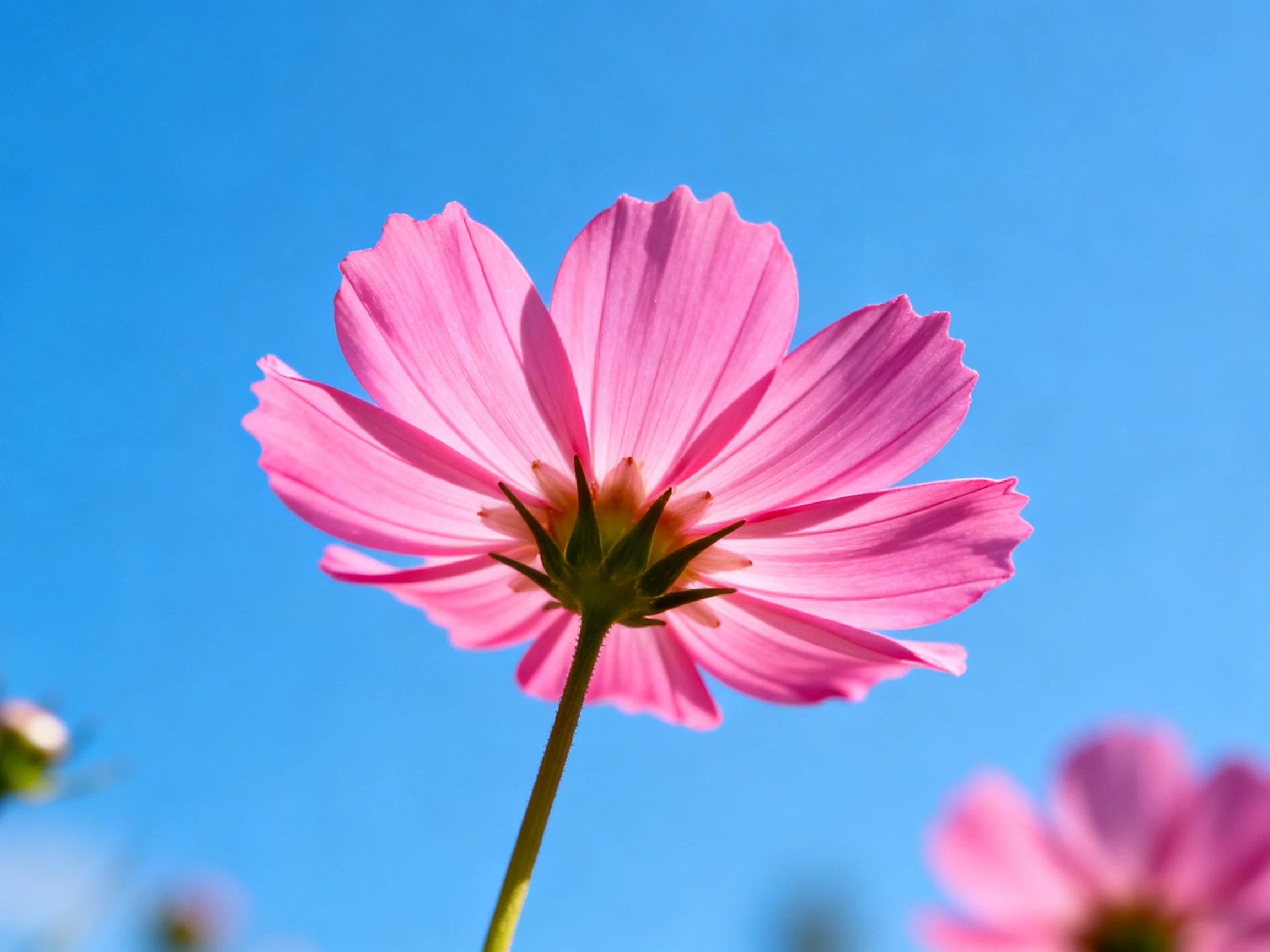 A vibrant pink cosmos flower against a clear blue sky