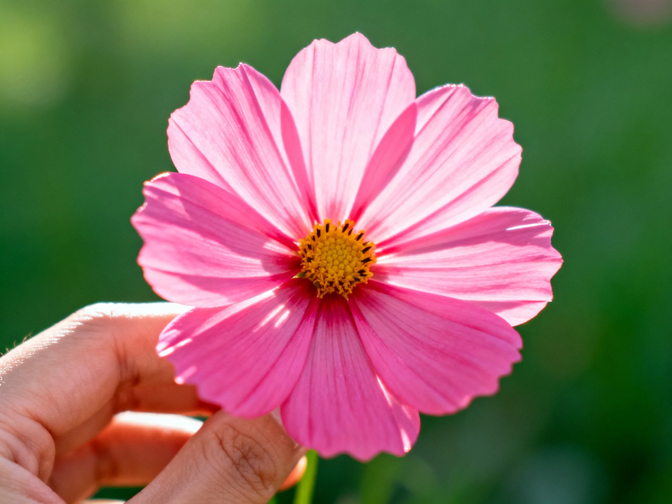 A vibrant pink cosmos flower held by a hand against a soft green backdrop