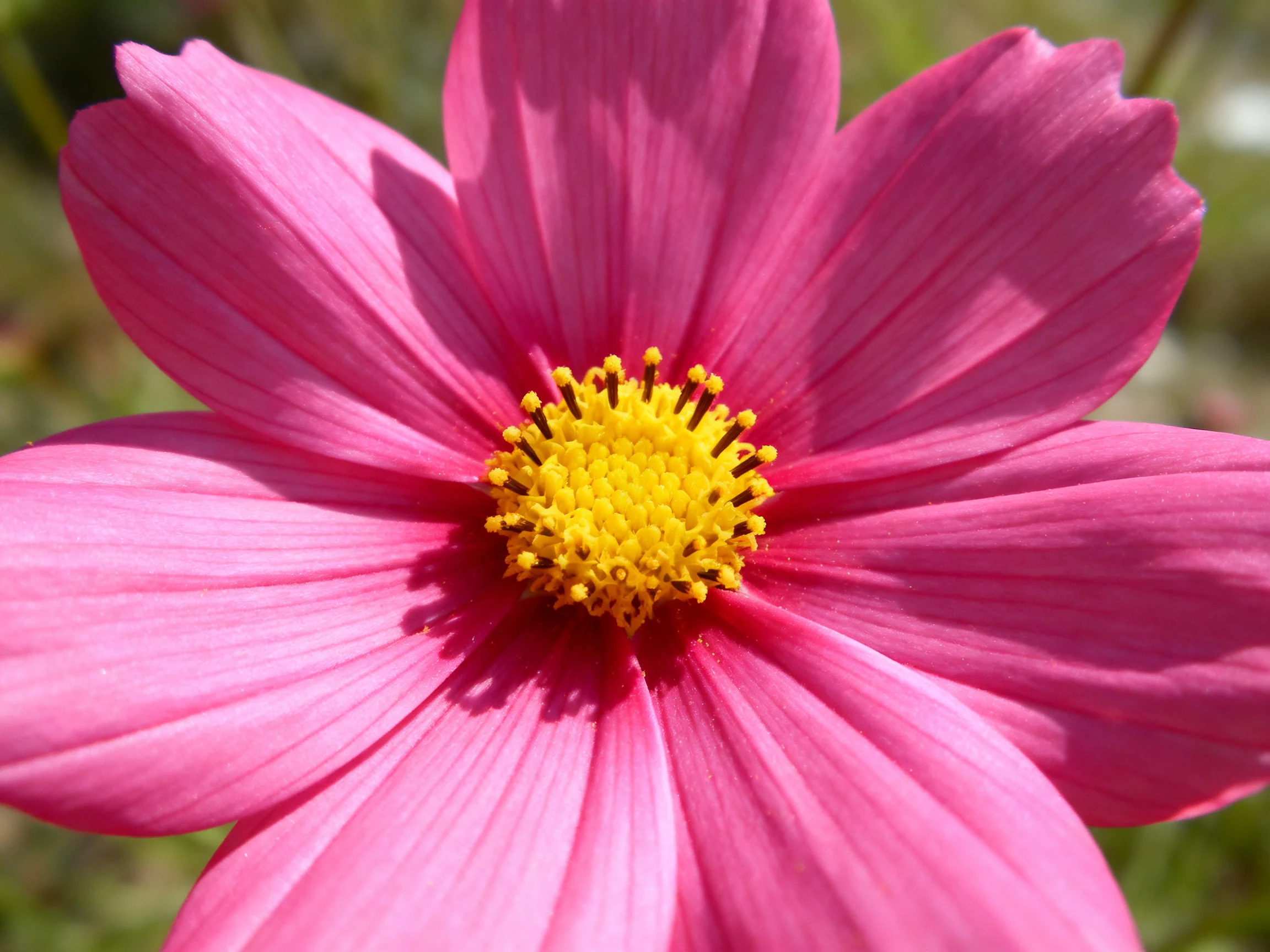 A vibrant pink cosmos flower with a bright yellow central disc