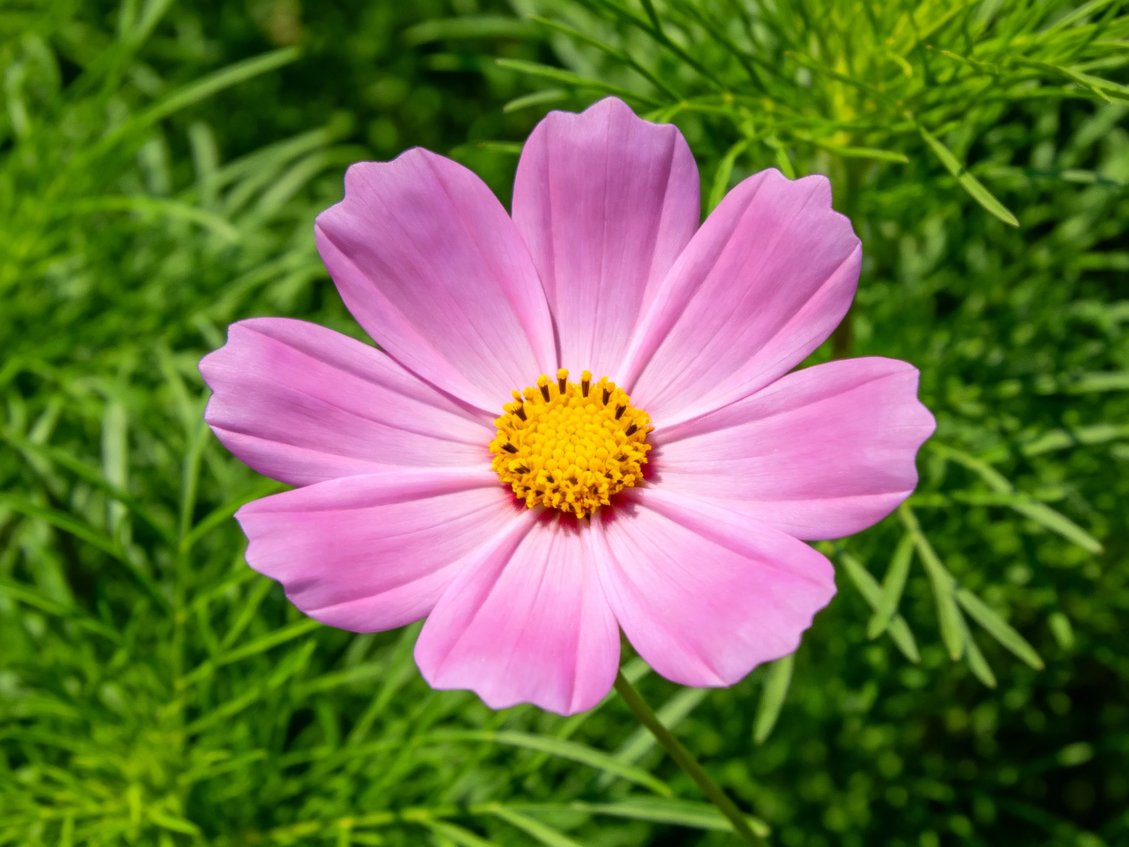 A single pink cosmos flower with a yellow center is displayed among dense green foliage.