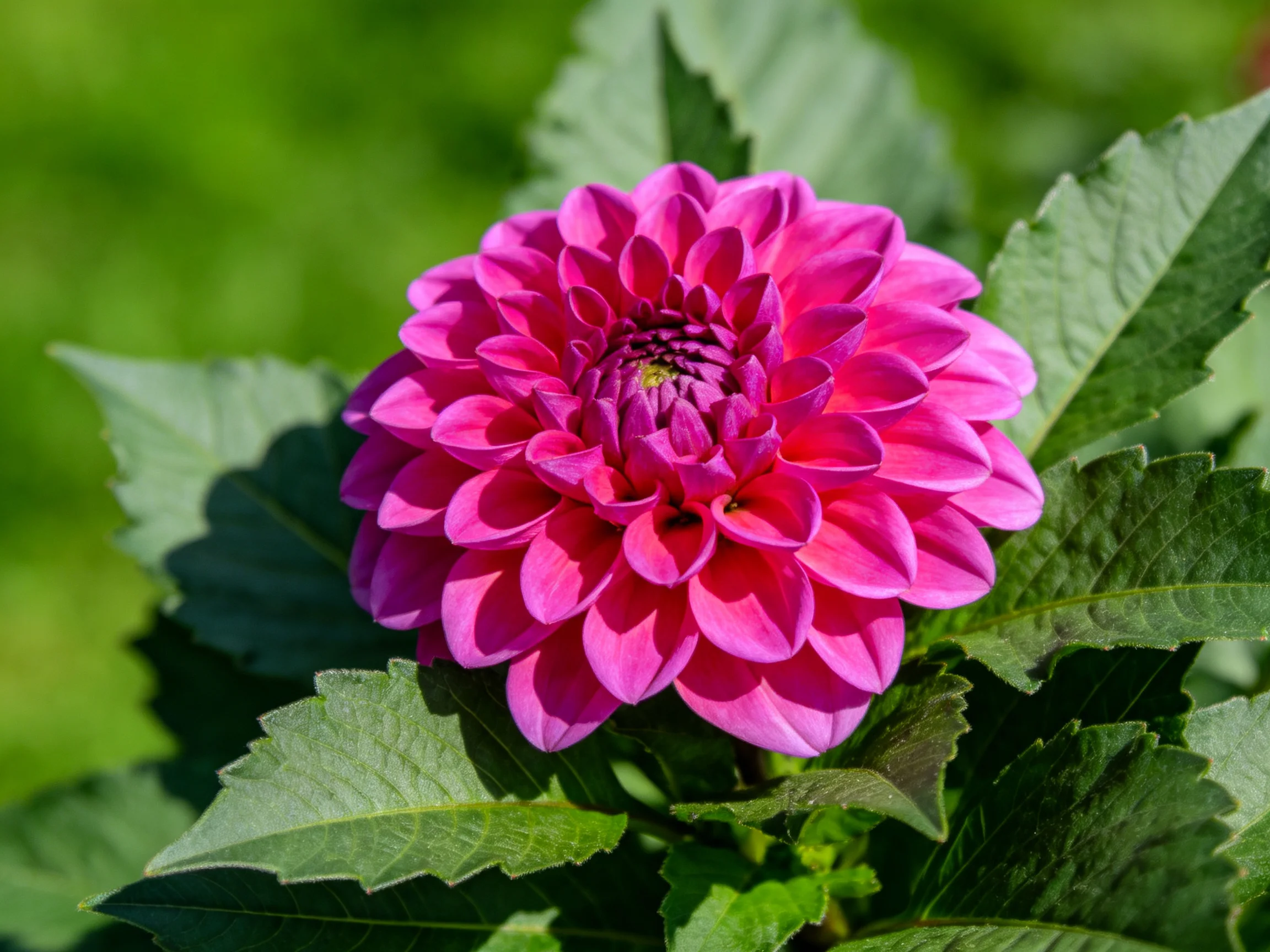 A vibrant pink dahlia blooming among lush green leaves