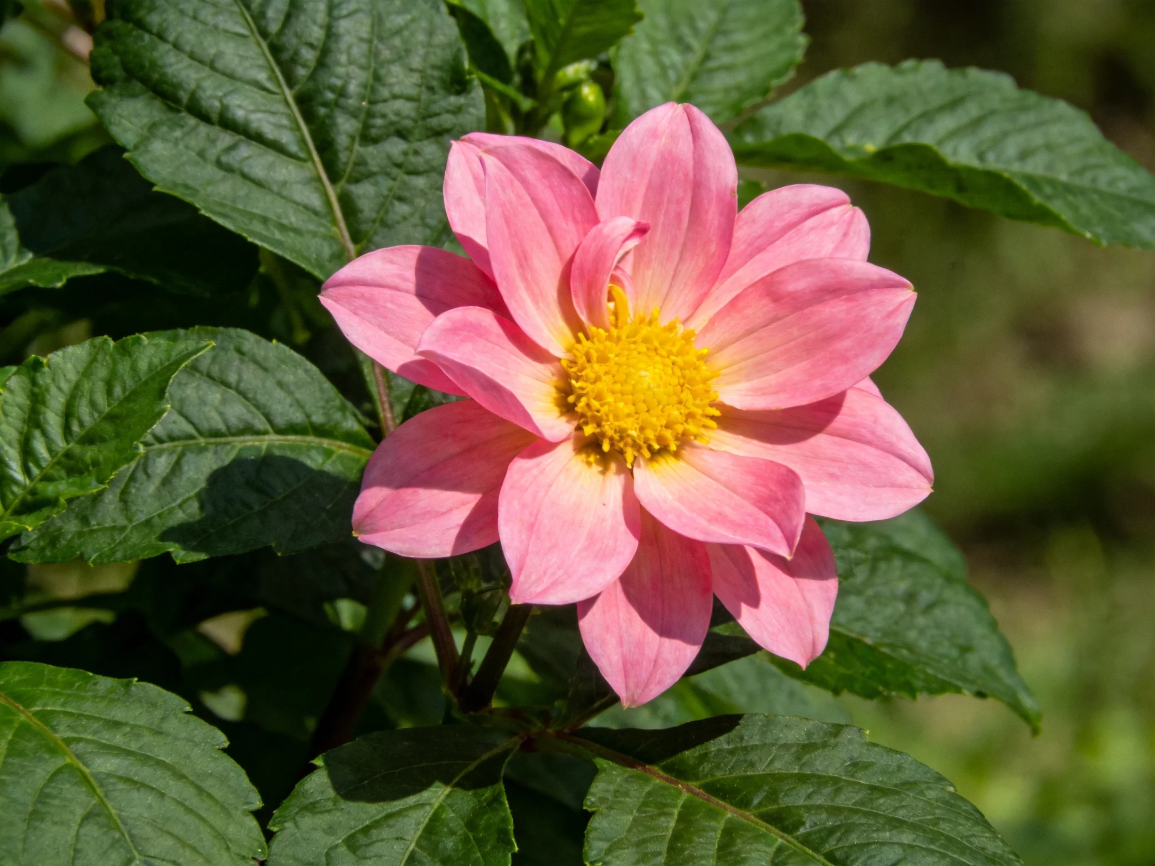 A vibrant pink dahlia blooms amid lush green foliage