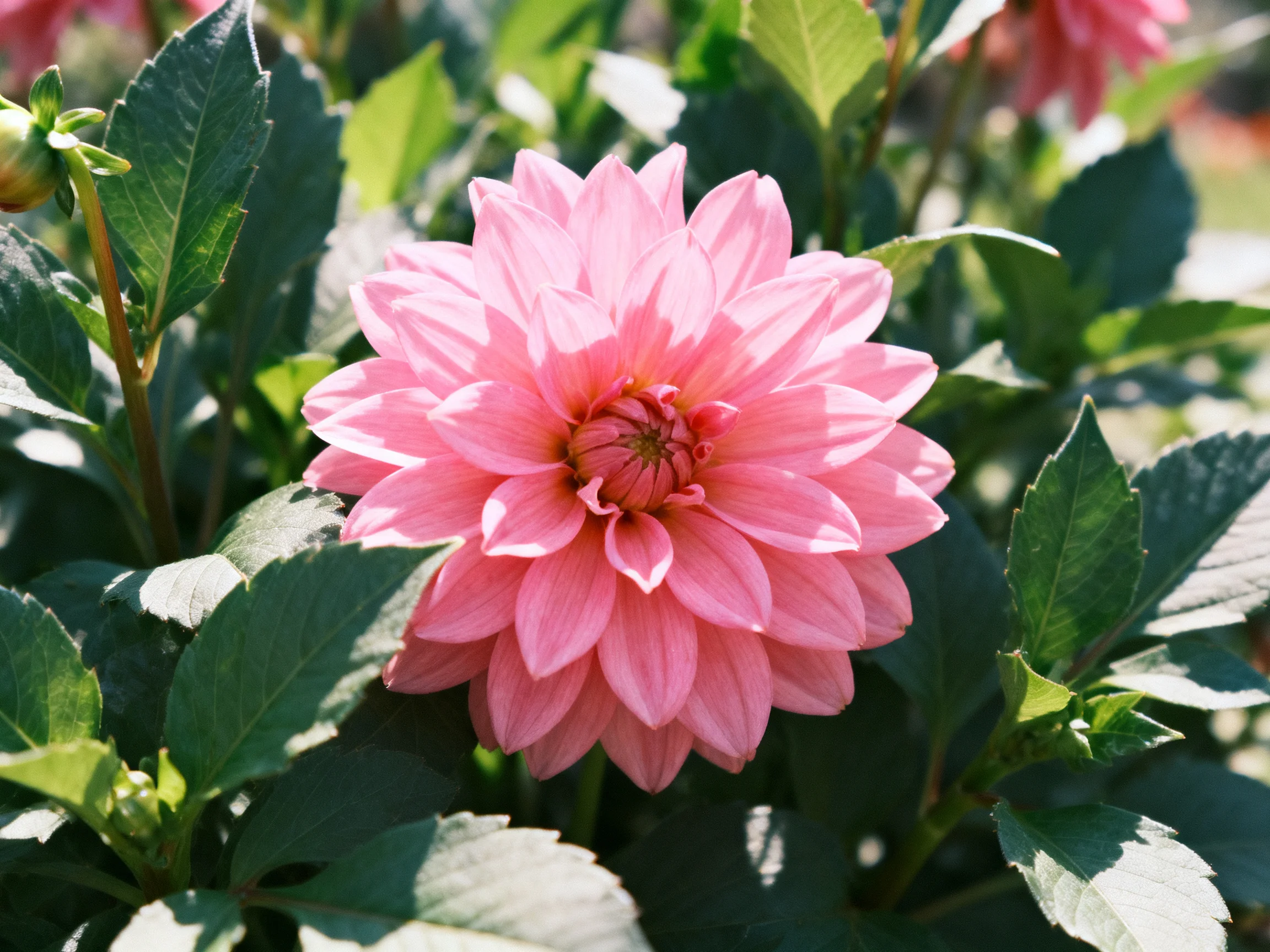 A vibrant pink dahlia surrounded by lush green foliage