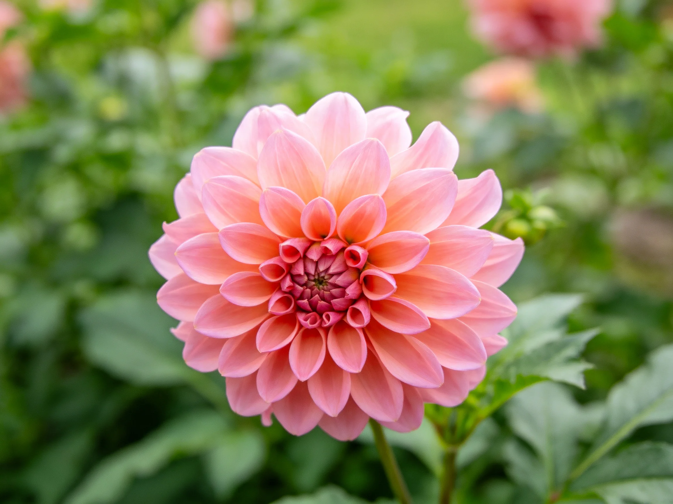 A vibrant pink dahlia with layered petals amidst lush greenery