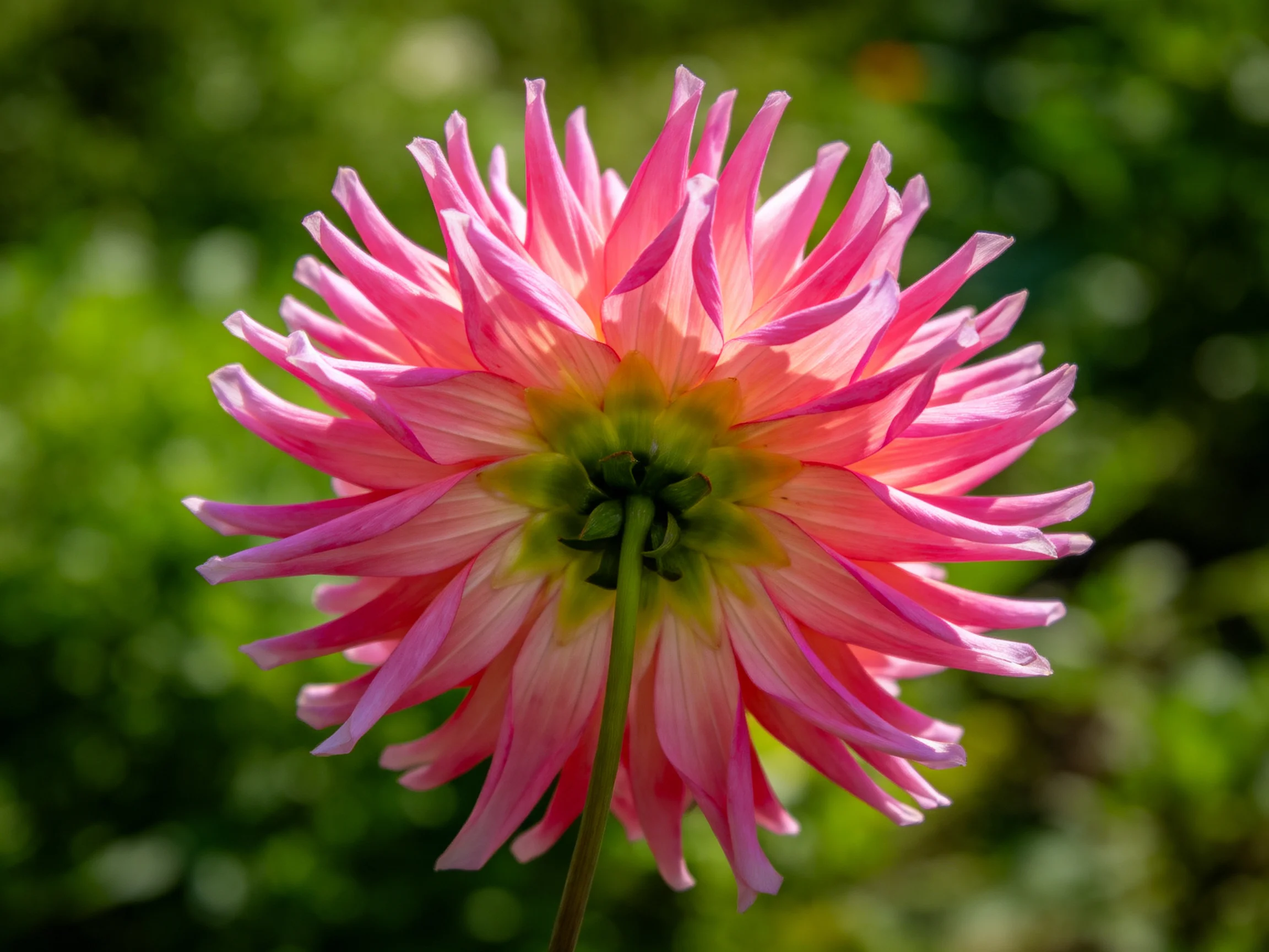 A vibrant pink dahlia with layered petals and yellow-green center