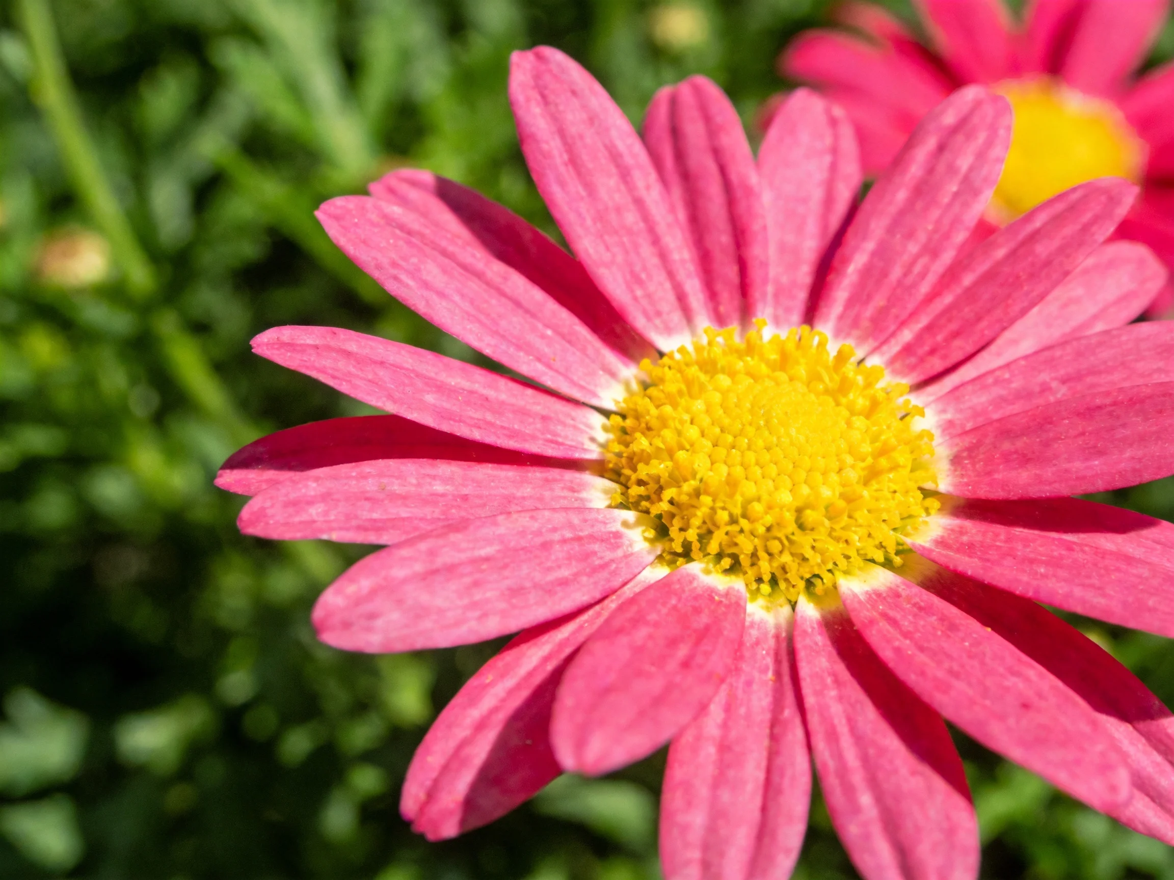 A vibrant pink daisy with a bright yellow center amid greenery