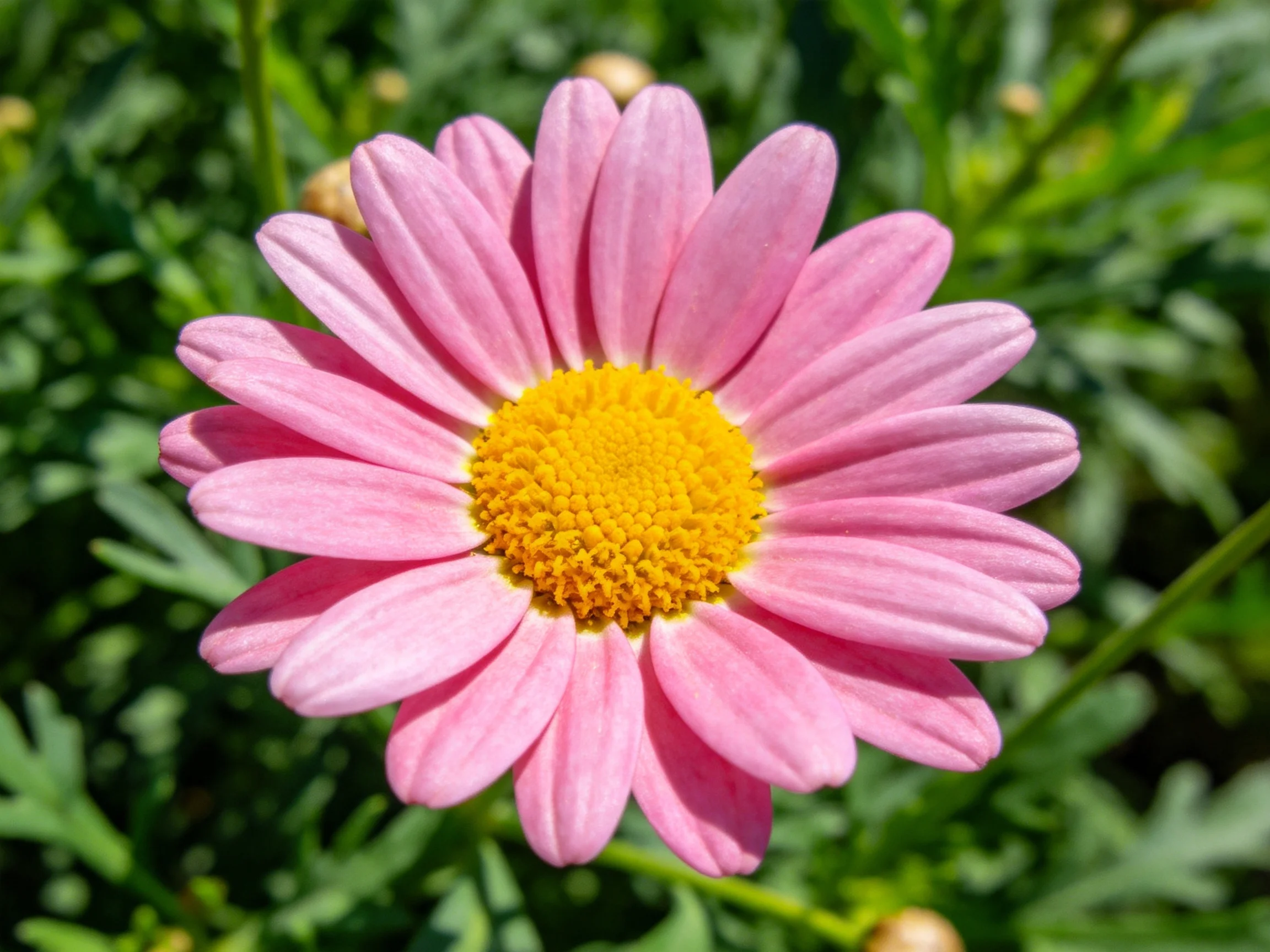 A vibrant pink daisy with a bright yellow center amid lush green foliage