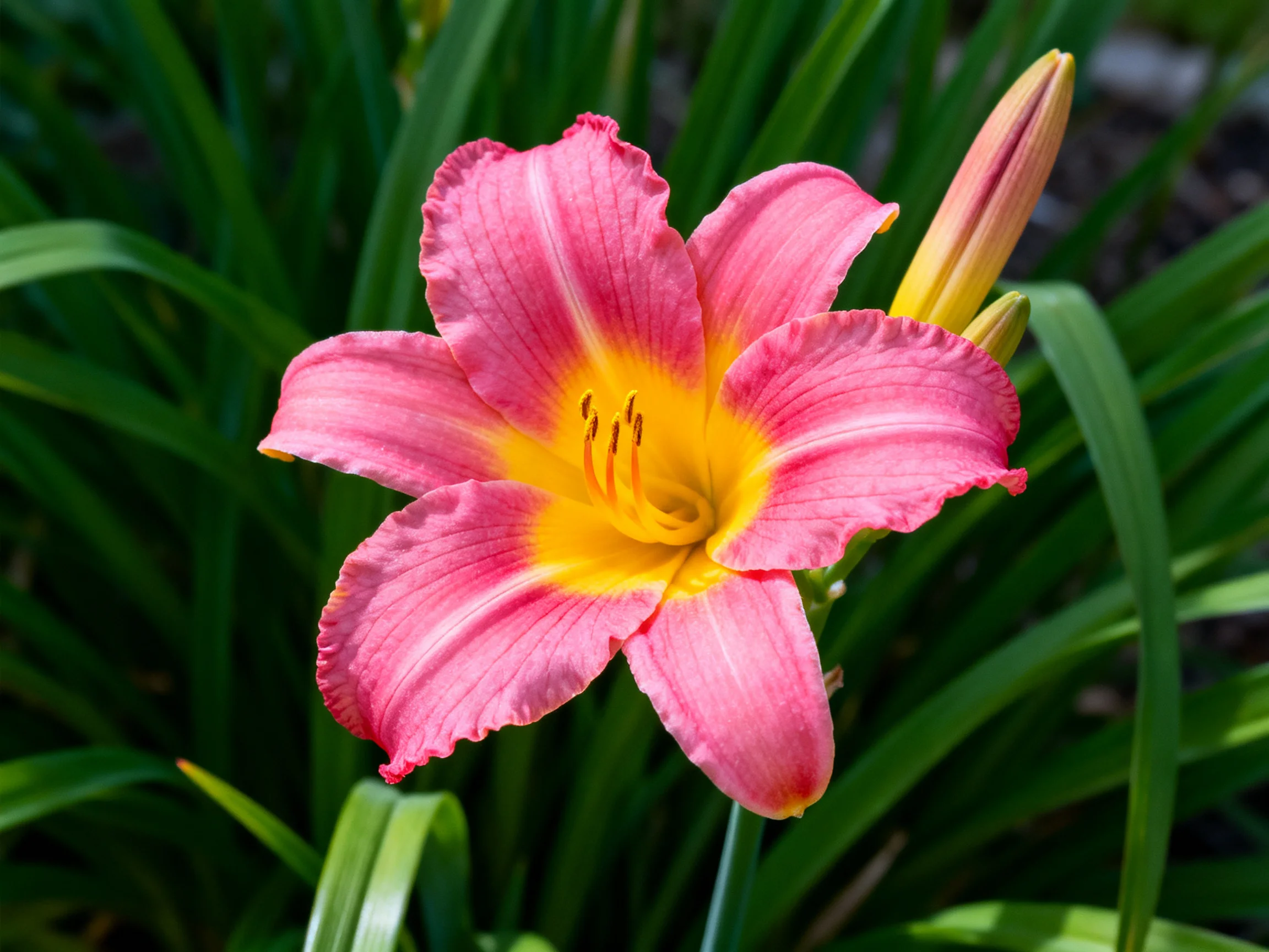 A vibrant pink daylily with bright yellow center amid lush green foliage