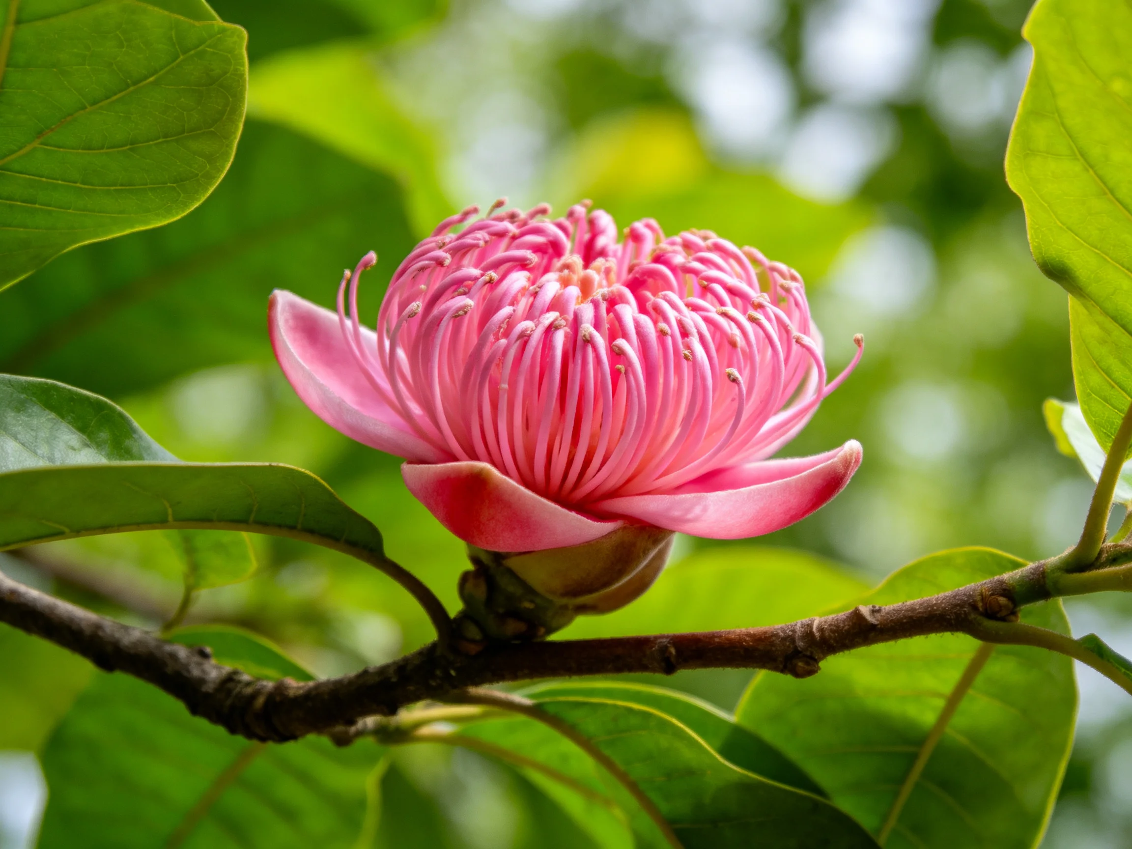 A vibrant pink flower blooms among lush green leaves on a branch