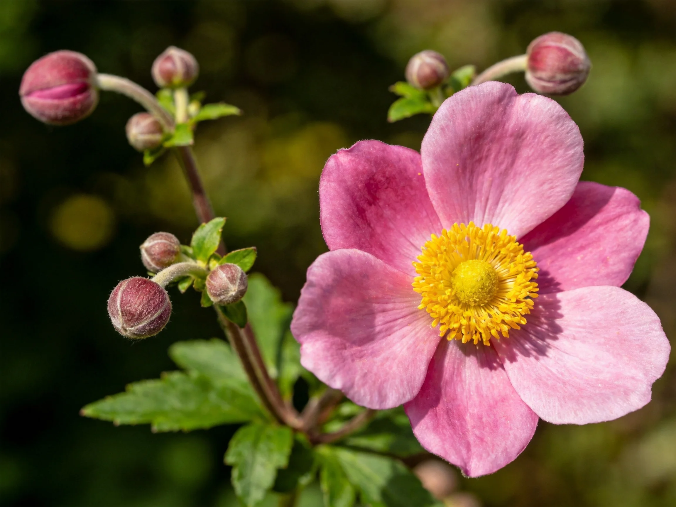A vibrant pink flower blooms beside several unopened buds