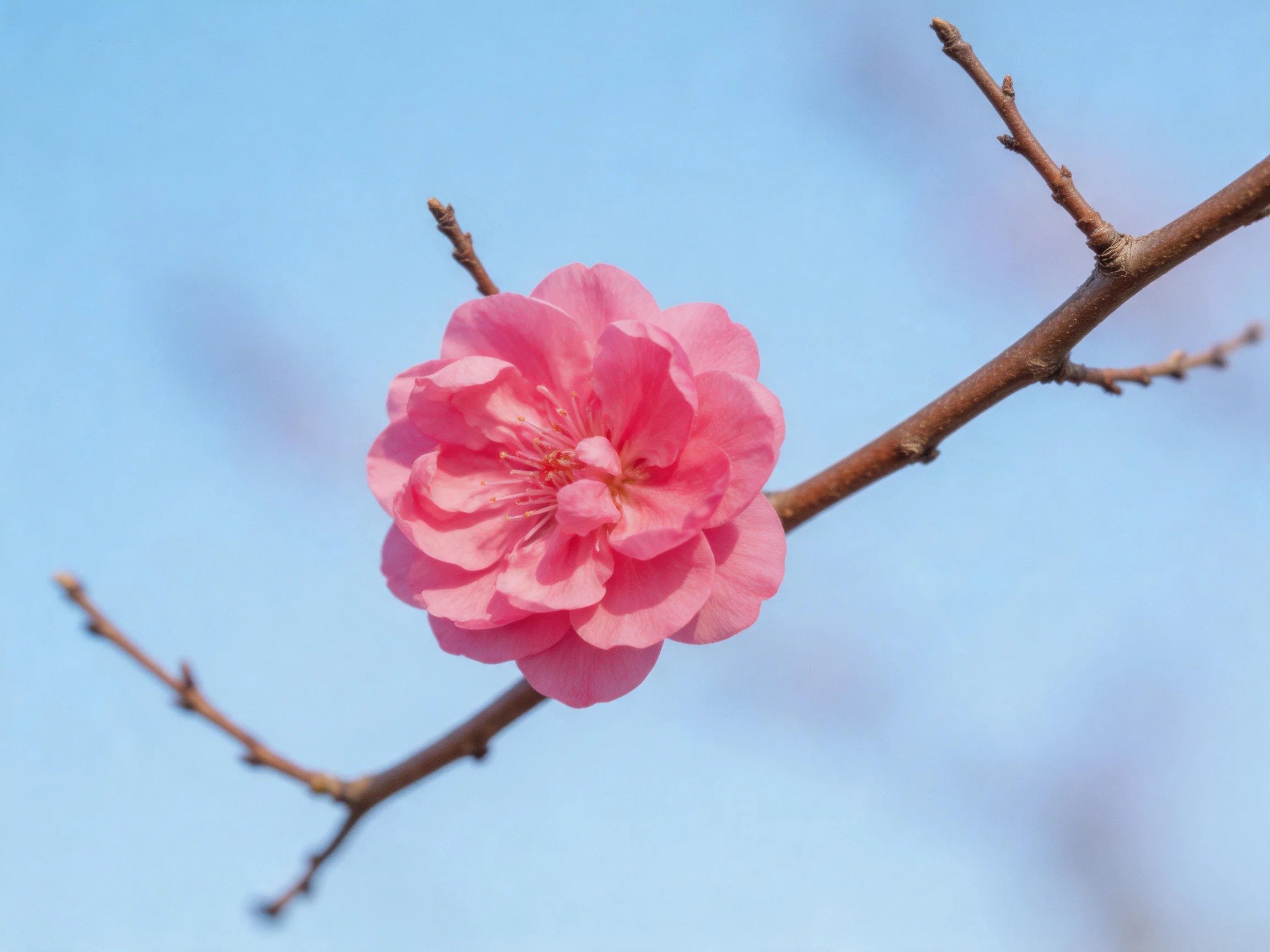 A vibrant pink flower blooms on a bare brown branch under clear blue sky