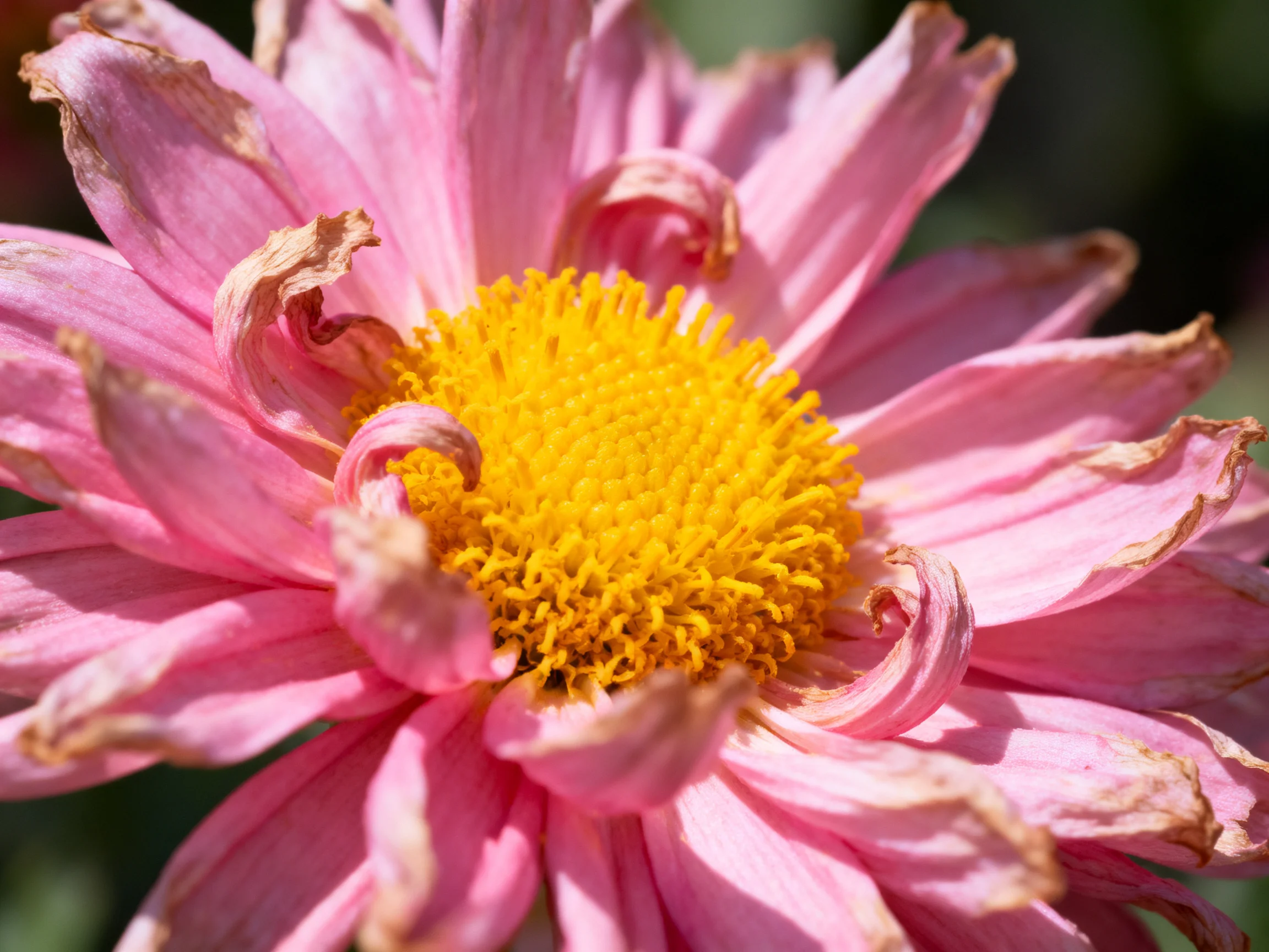 A vibrant pink flower with a bright yellow central disc