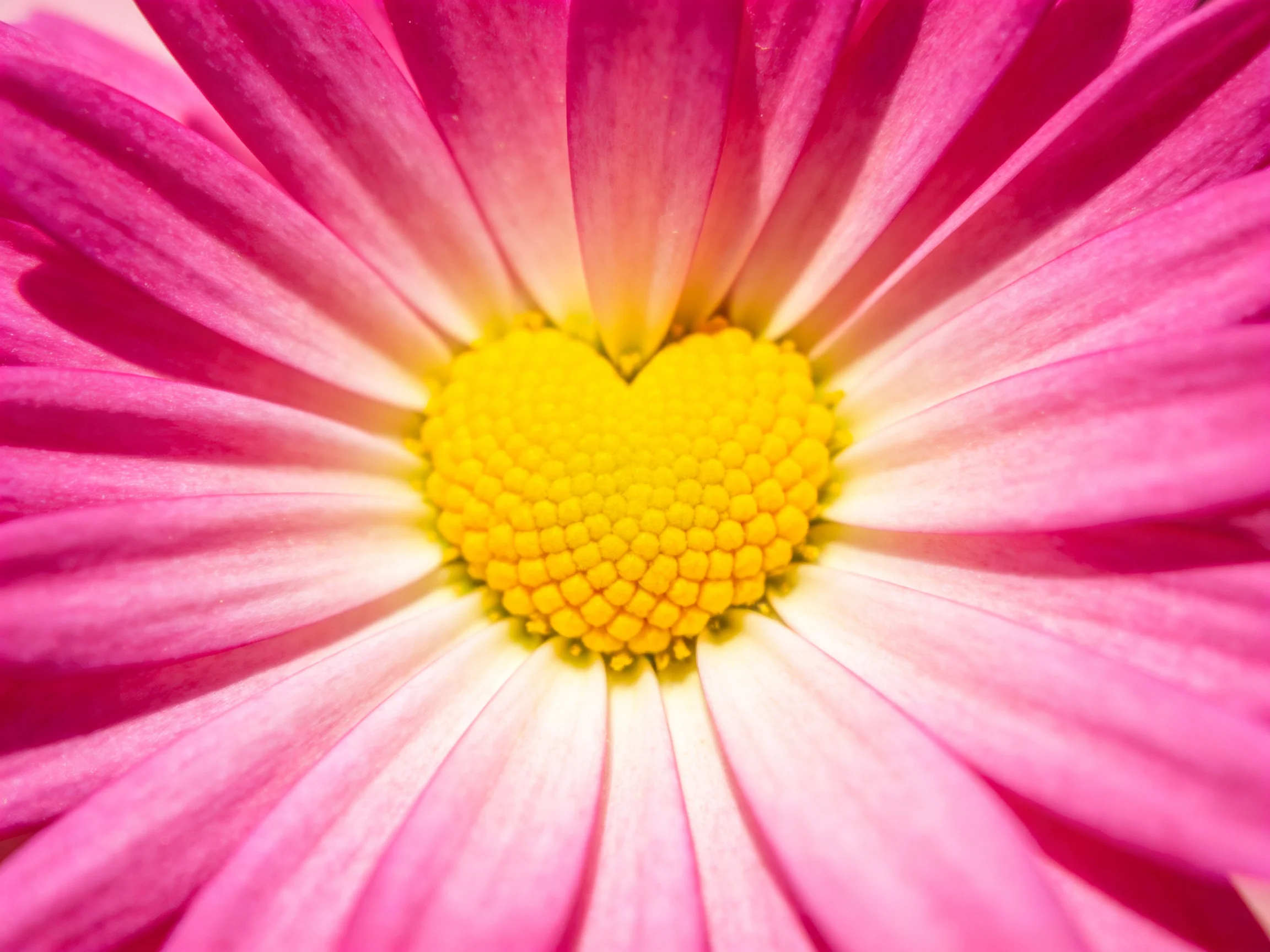 A vibrant pink flower with a heart - shaped yellow center