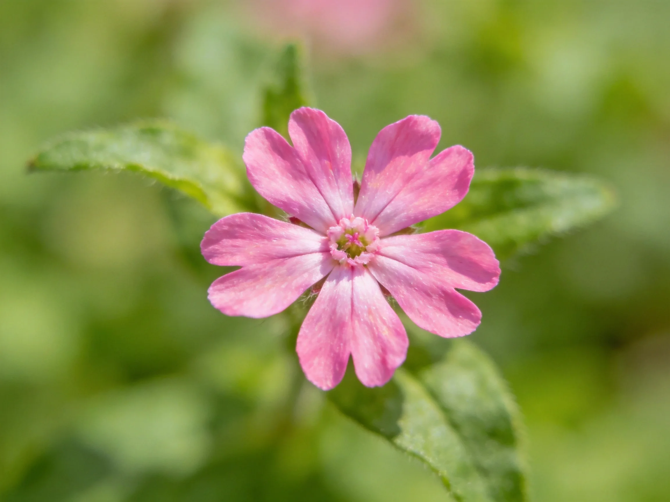 A vibrant pink flower with five petals amid green foliage