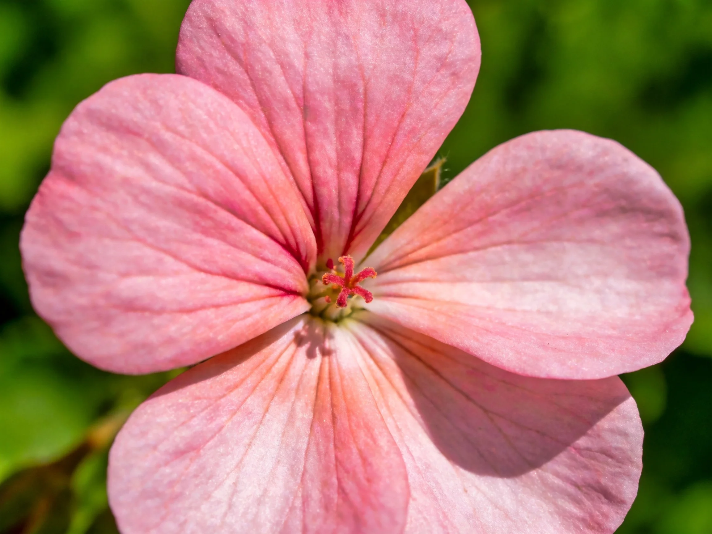 A vibrant pink geranium flower with five rounded petals