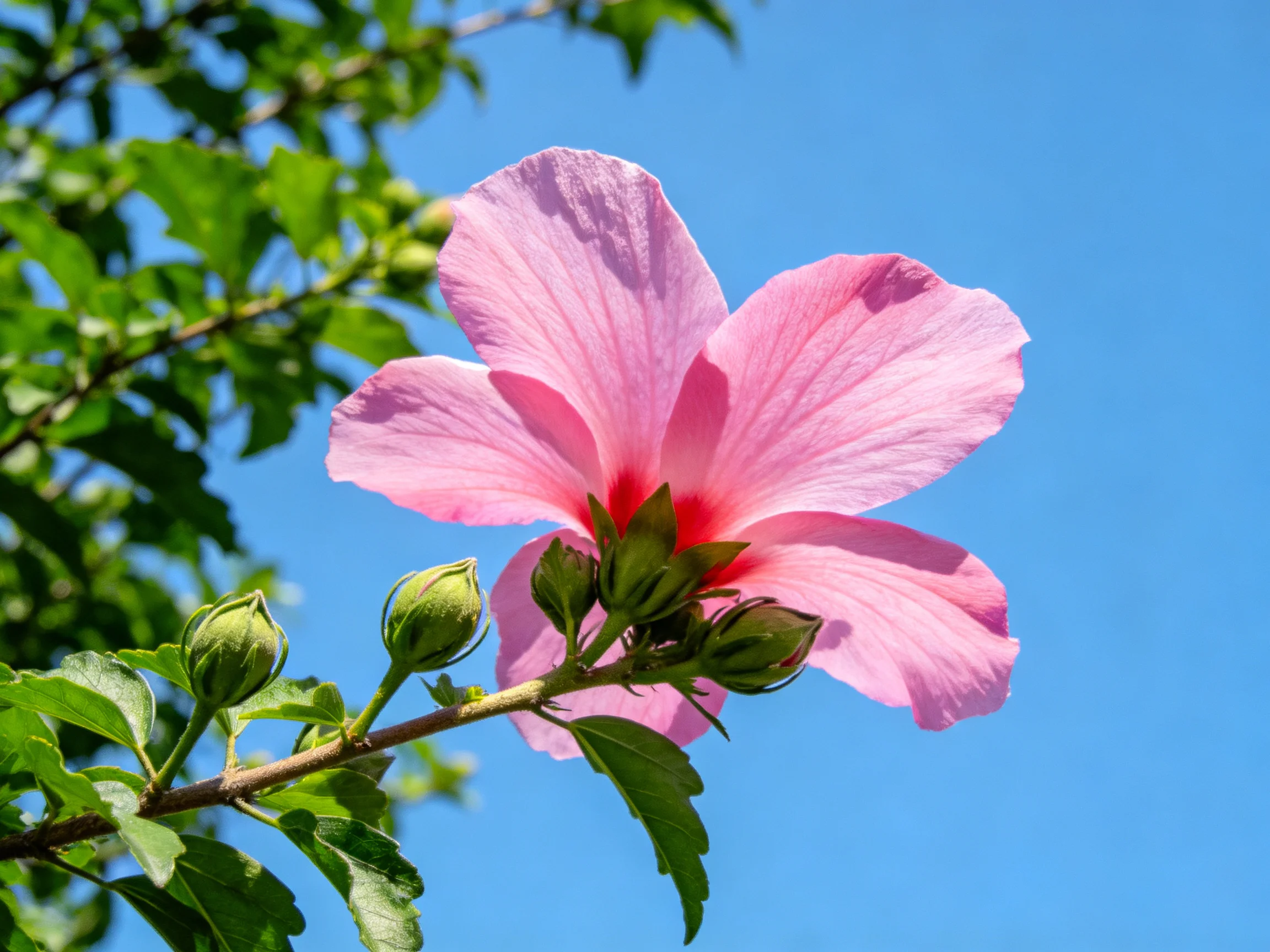 A vibrant pink hibiscus blooms against a clear blue sky