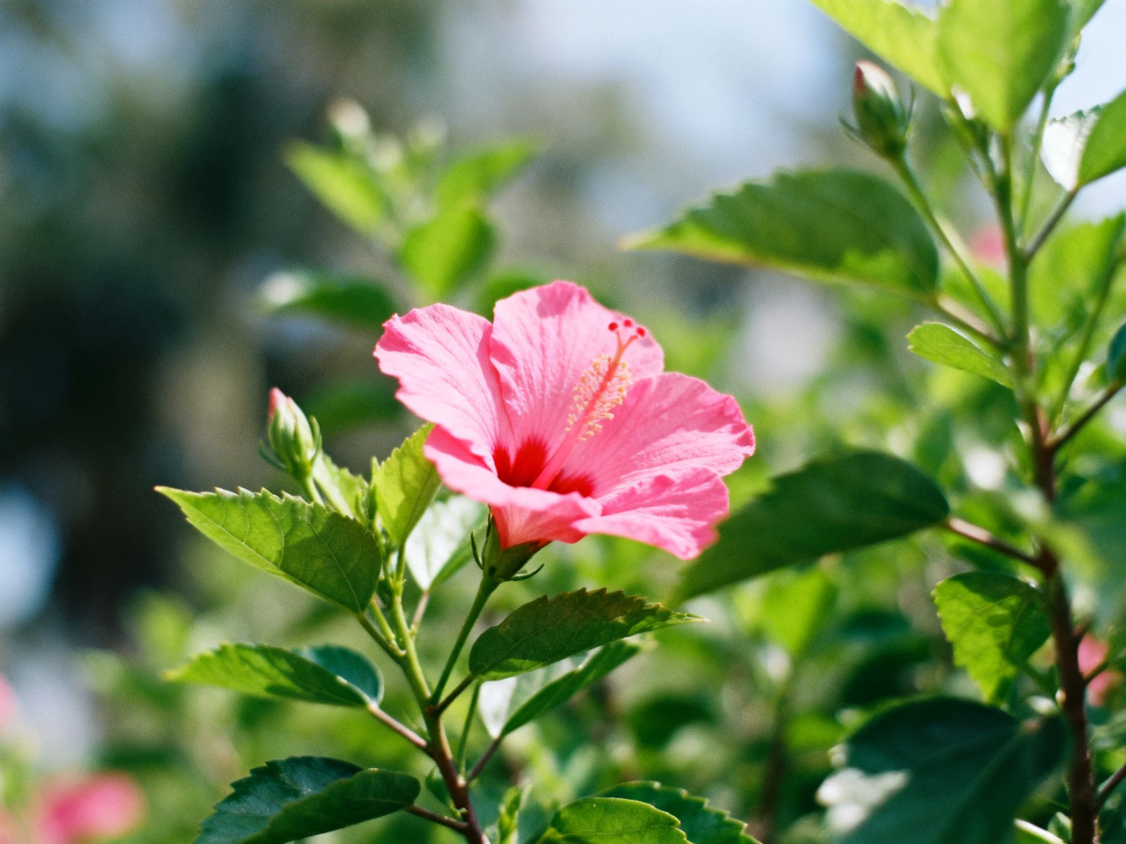 A vibrant pink hibiscus blooms amid lush green foliage