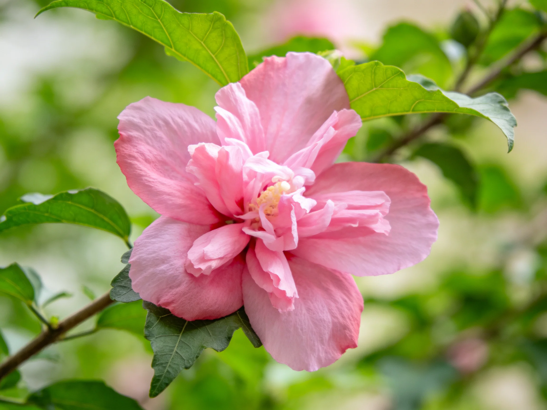 A vibrant pink hibiscus flower with lush green foliage