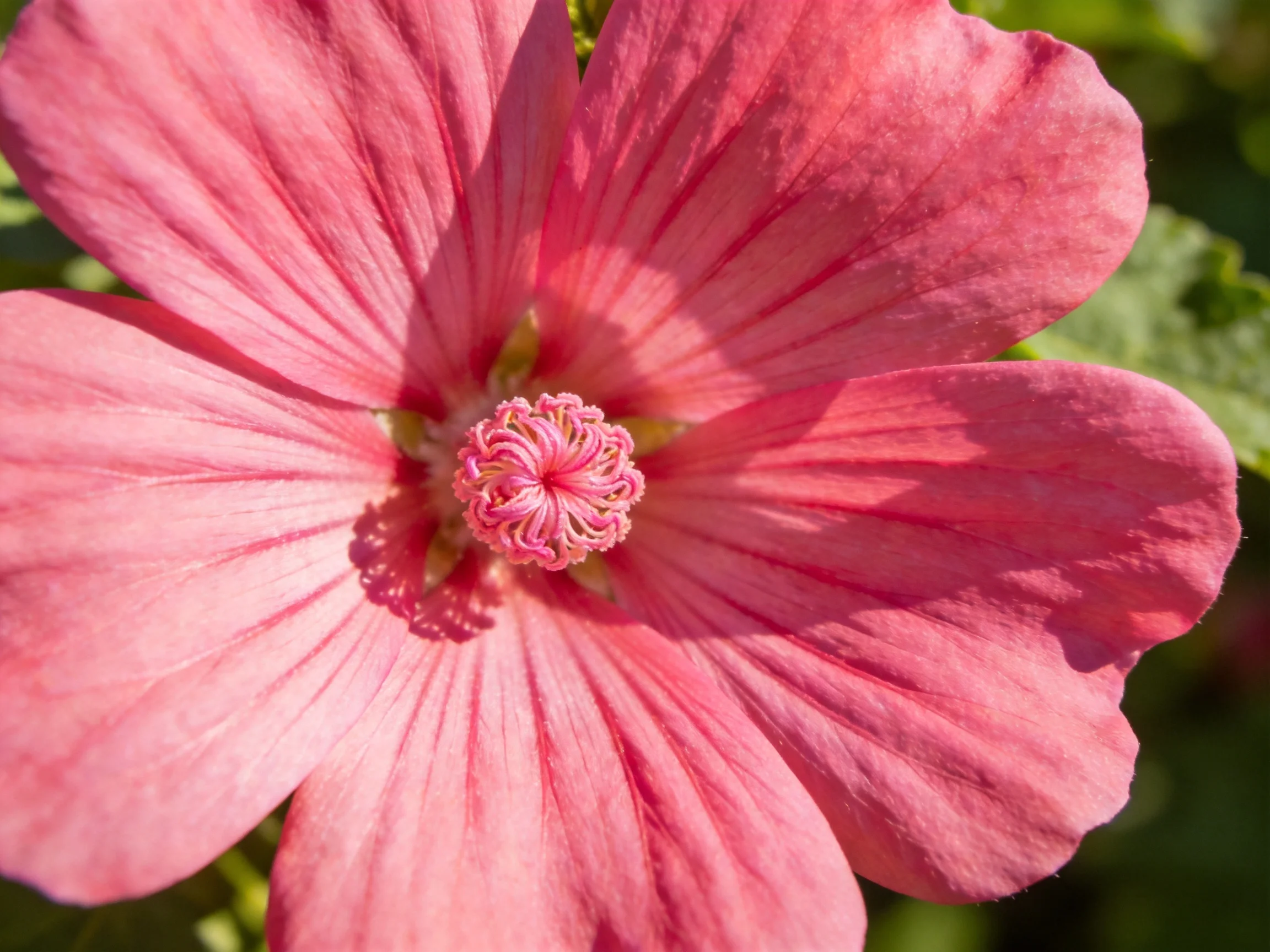 A vibrant pink hibiscus flower with prominent petals