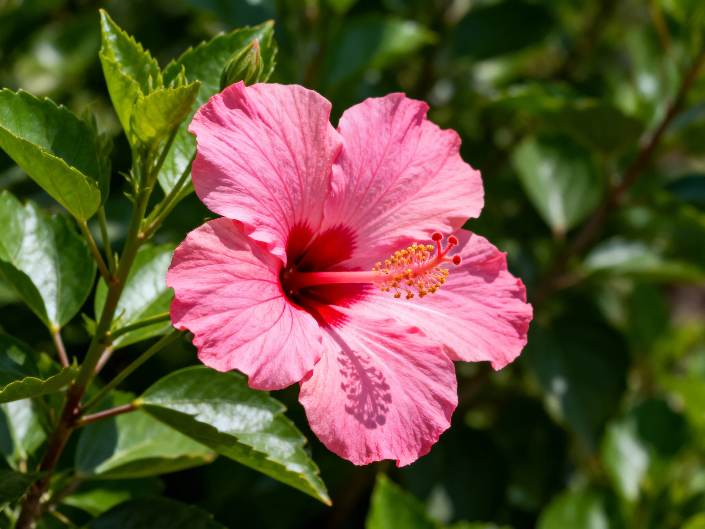 A vibrant pink hibiscus flower with red center amid lush green foliage