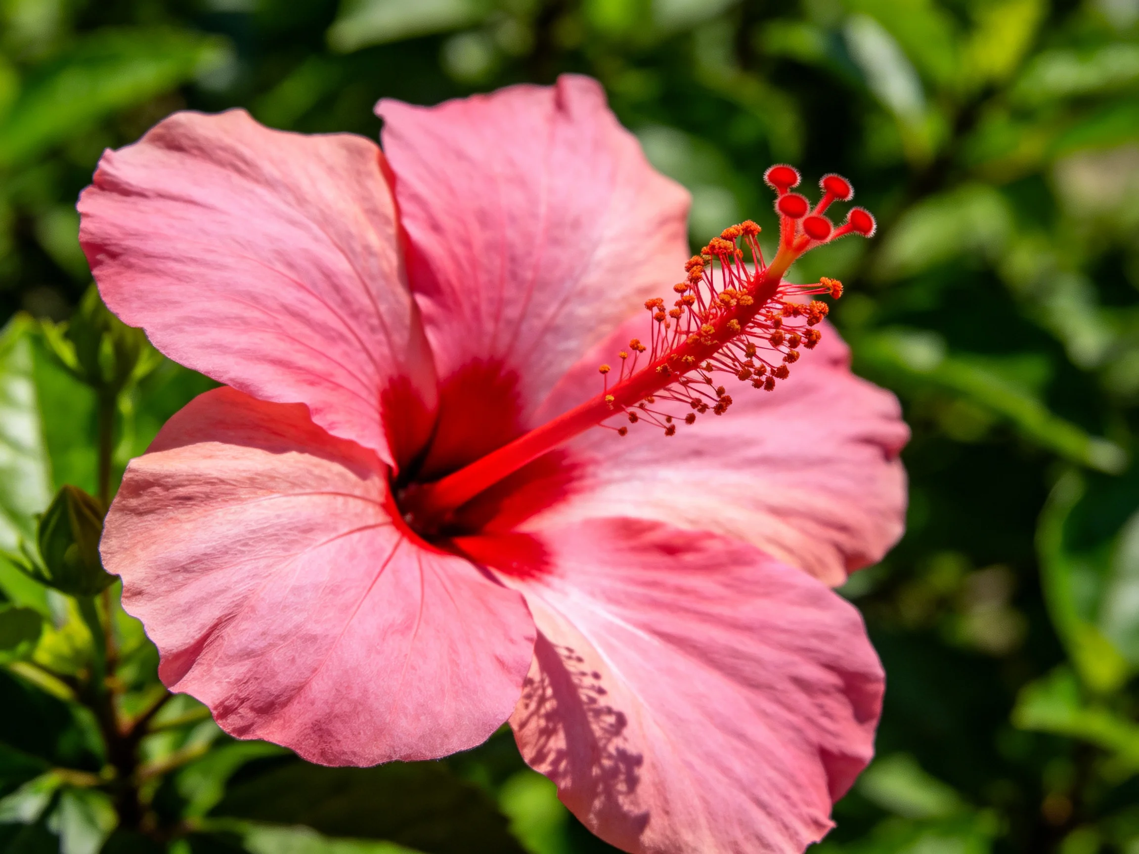 A vibrant pink hibiscus flower with red center and stamens