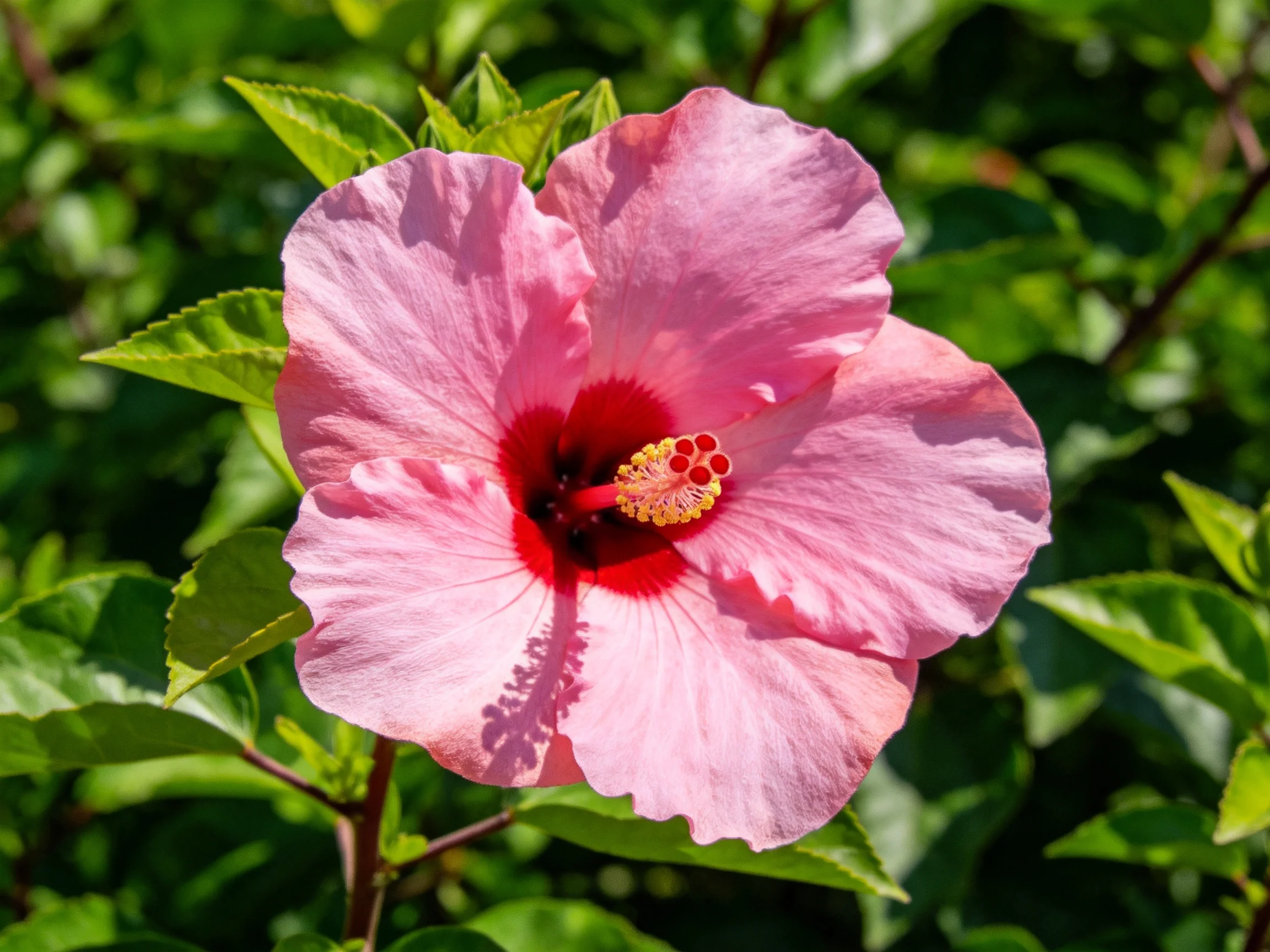A vibrant pink hibiscus with deep red center amidst lush green foliage