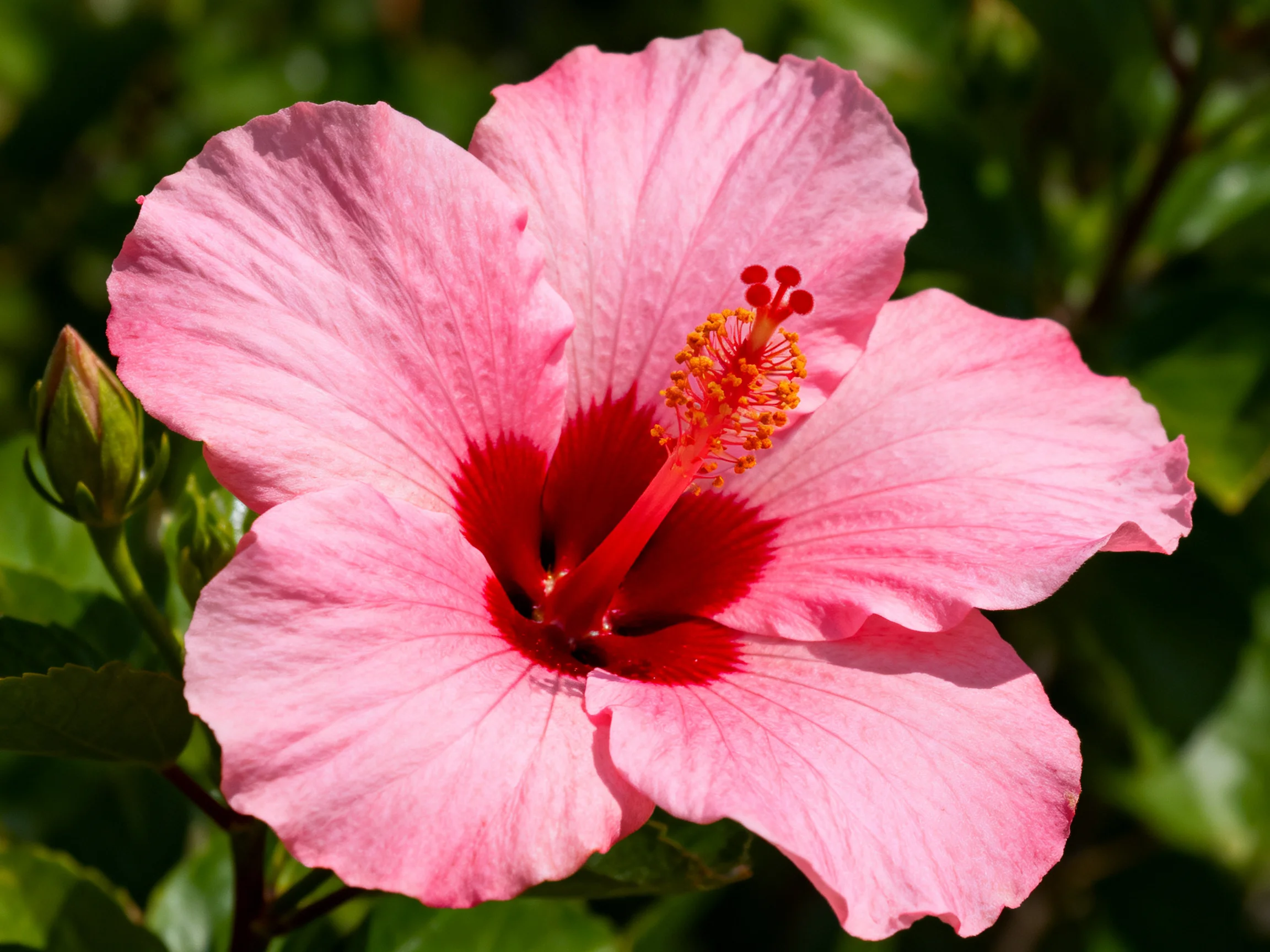 A vibrant pink hibiscus with deep red center blooms amid green foliage