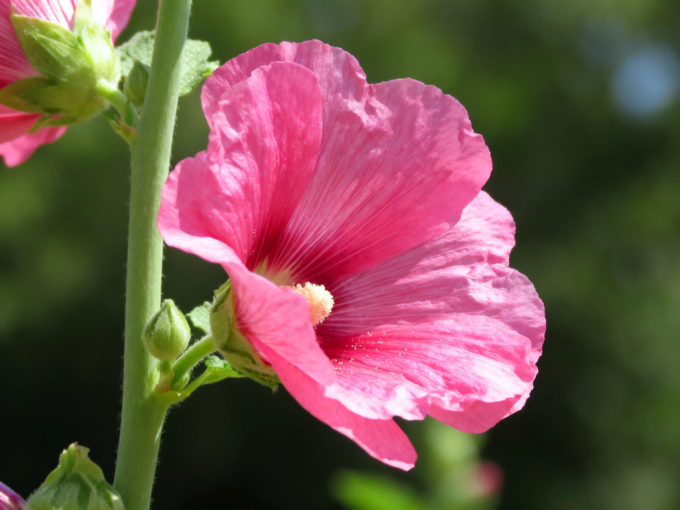 A vibrant pink hollyhock flower with large petals