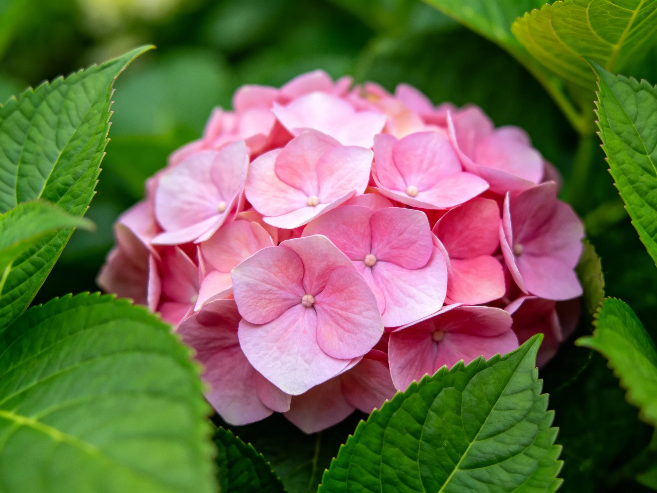 A vibrant pink hydrangea cluster surrounded by lush green foliage