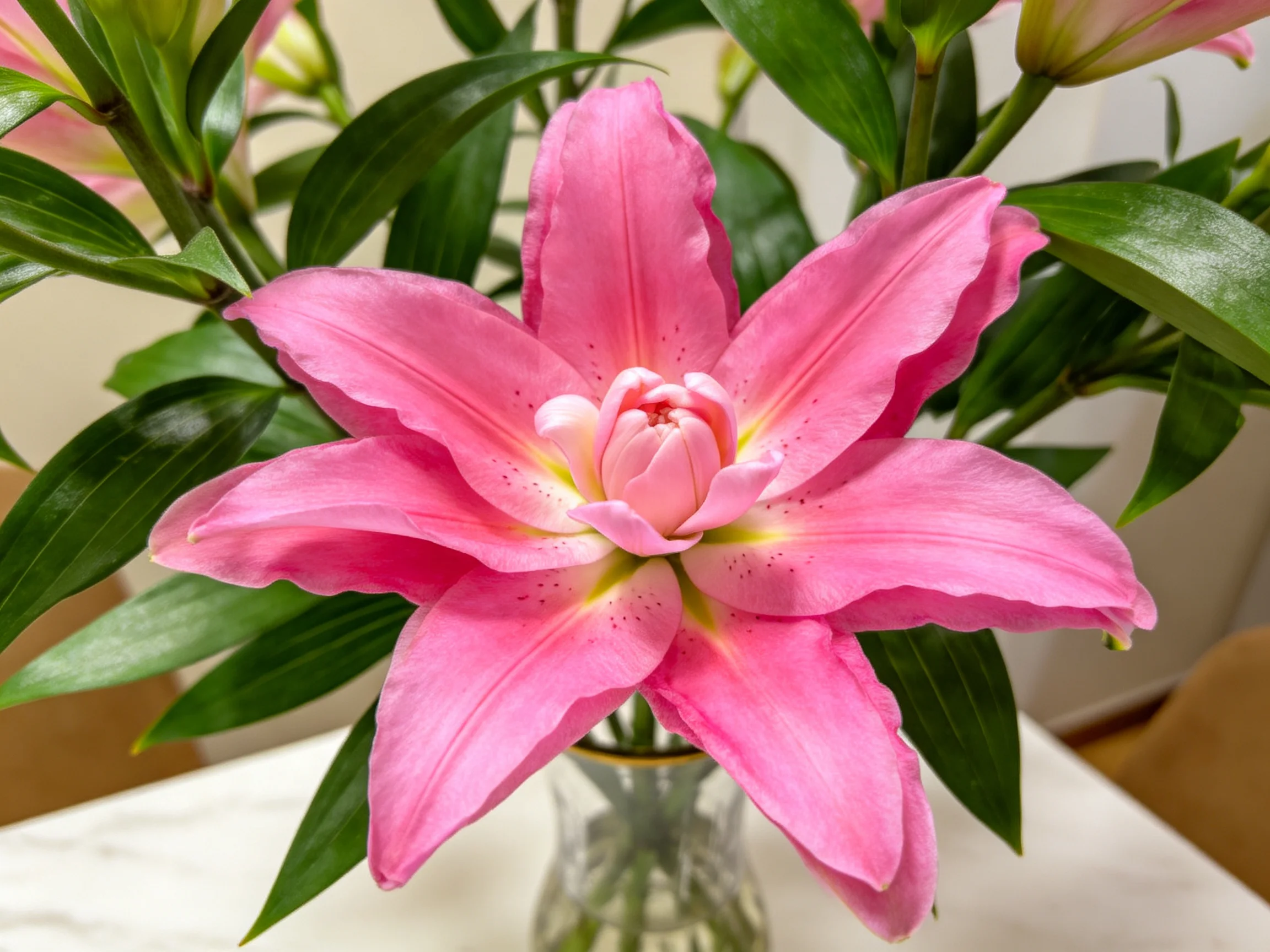 A vibrant pink lily in full bloom with lush green foliage