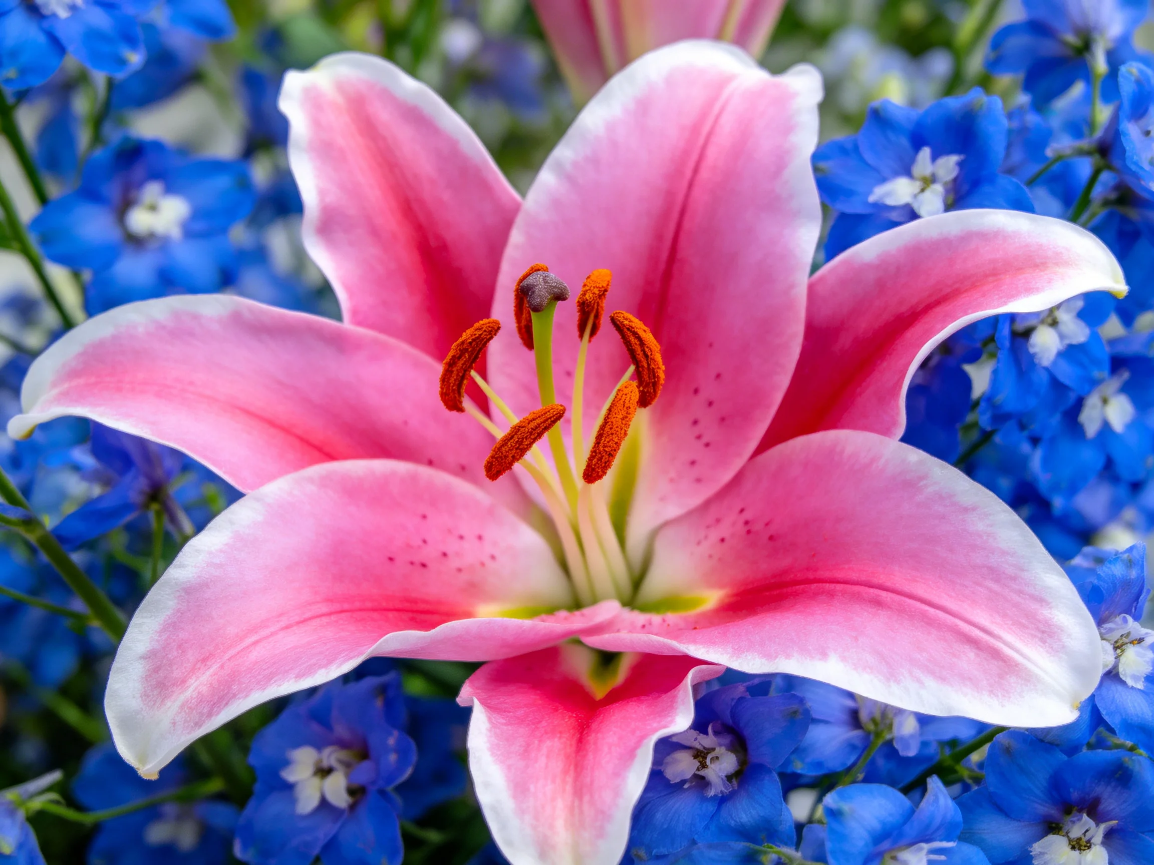 A vibrant pink lily with white-trimmed petals amid blue blooms
