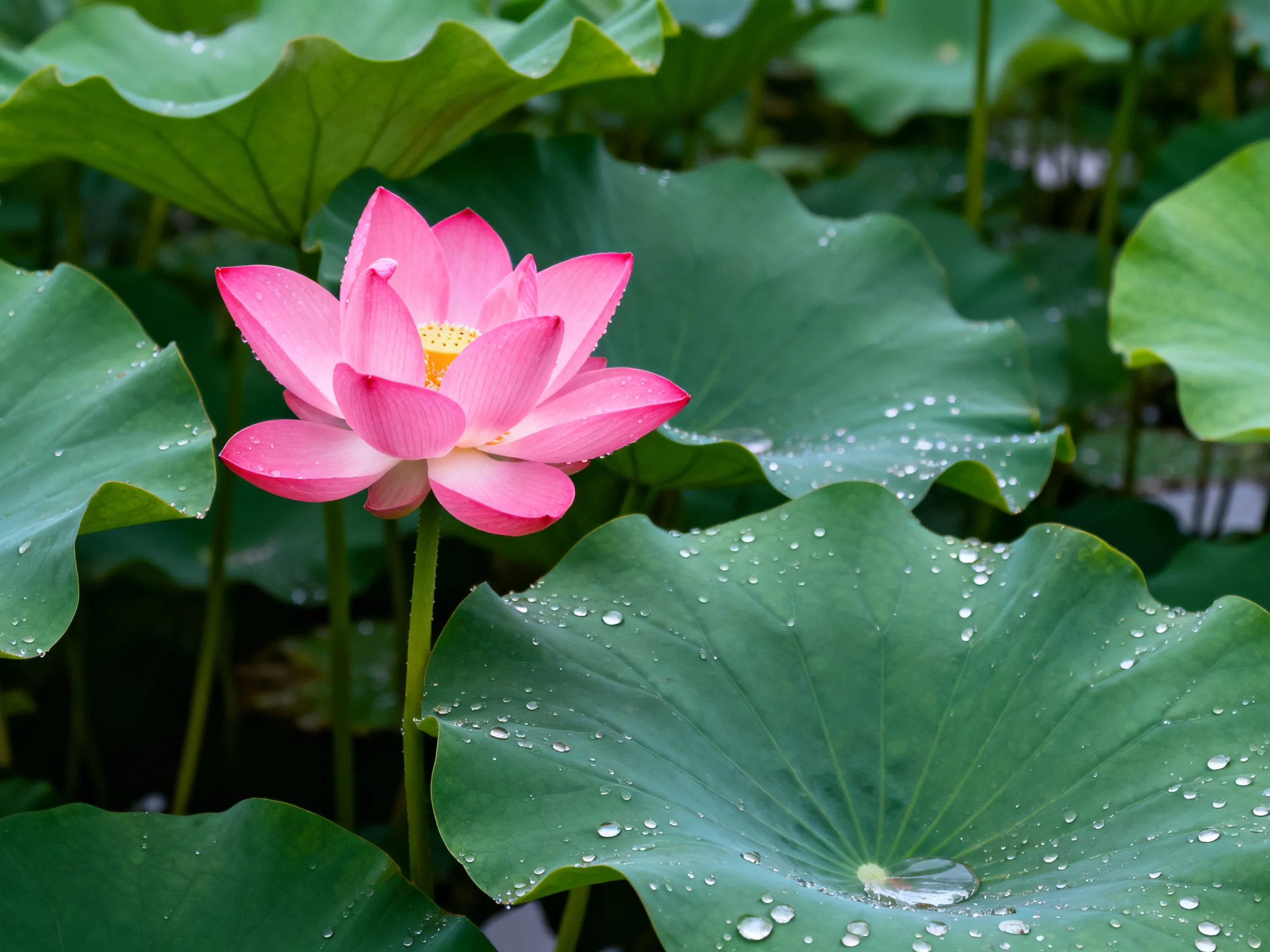 A vibrant pink lotus blooms amid large green leaves with dewdrops