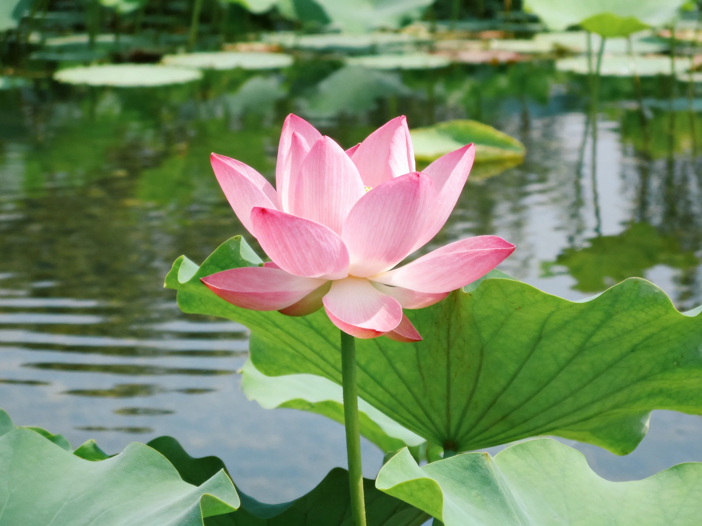 A vibrant pink lotus blooms amid large green lily pads beside calm water