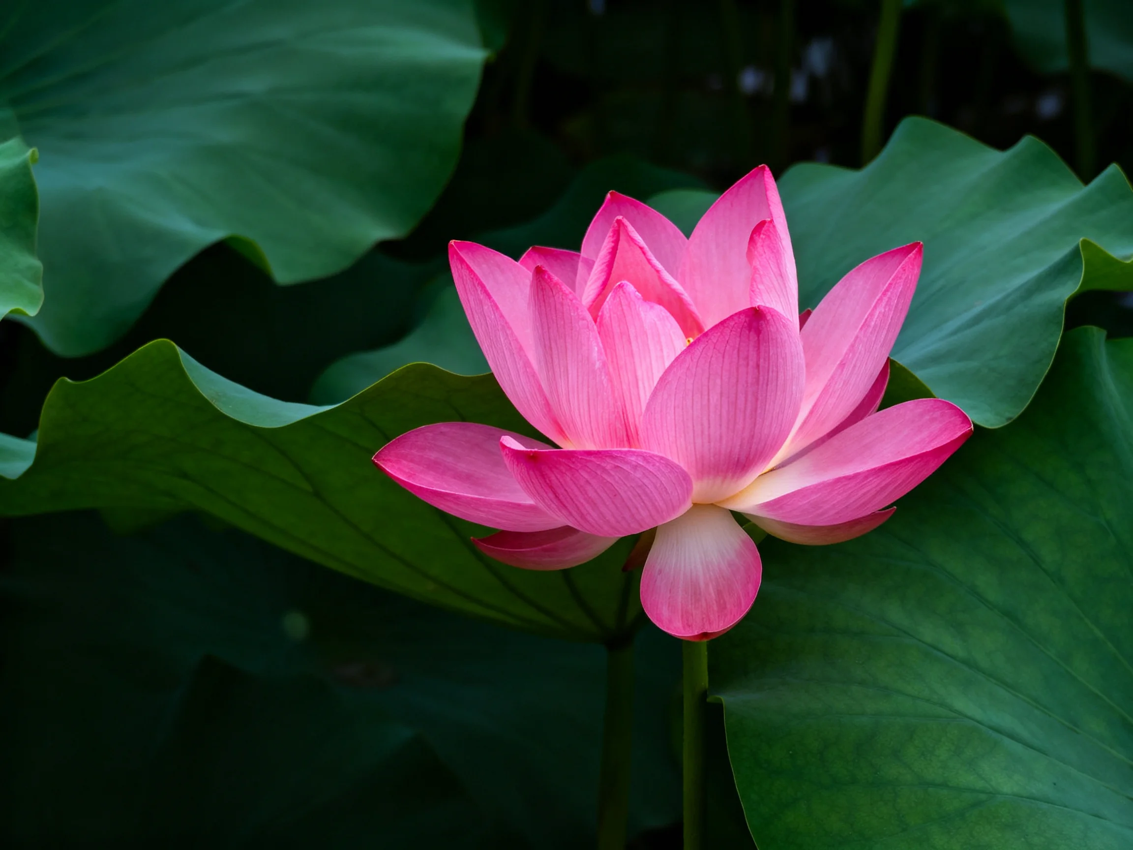 A vibrant pink lotus blooms amid large green lily pads