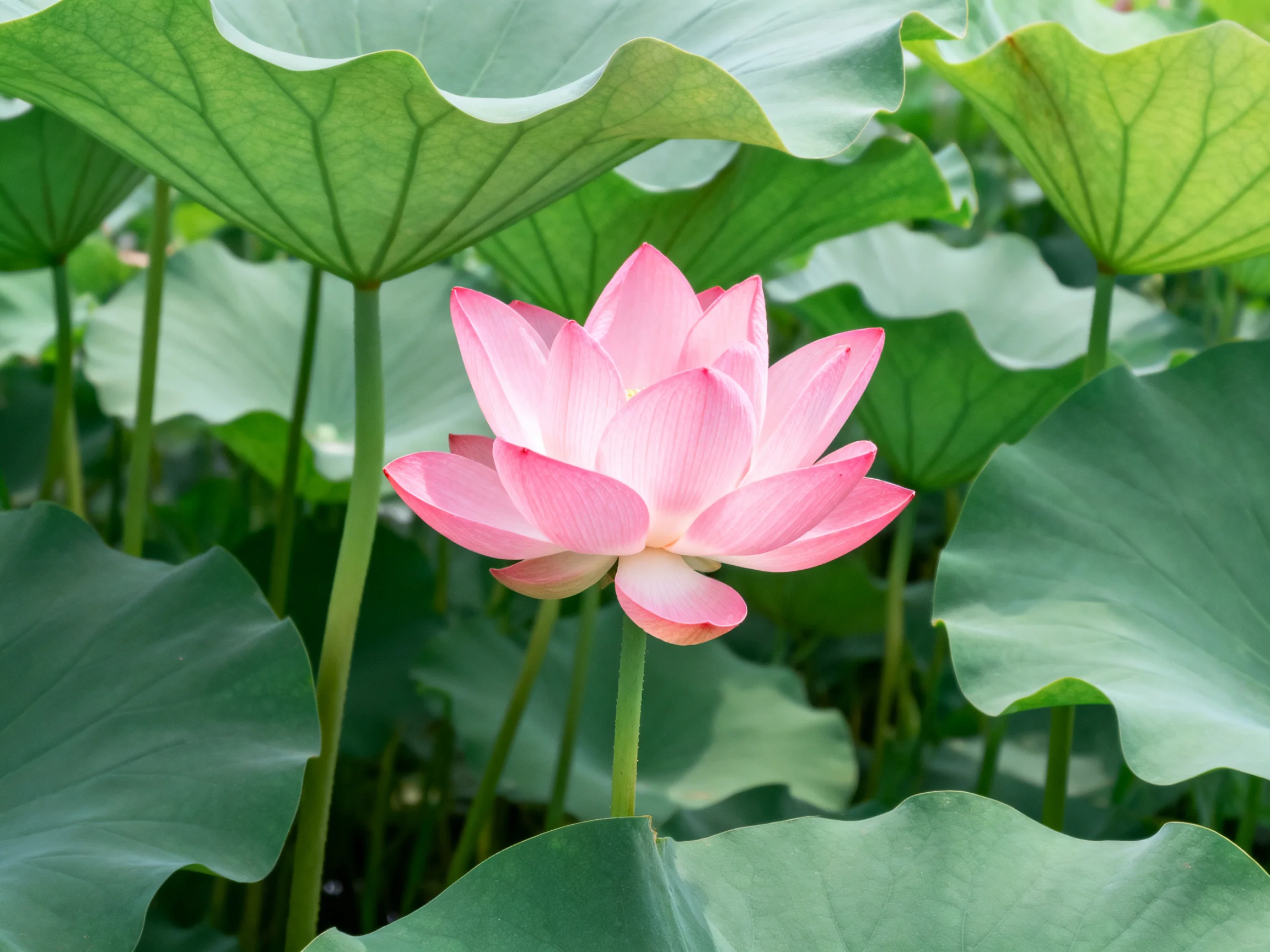 A vibrant pink lotus blooms amid large green lily pads