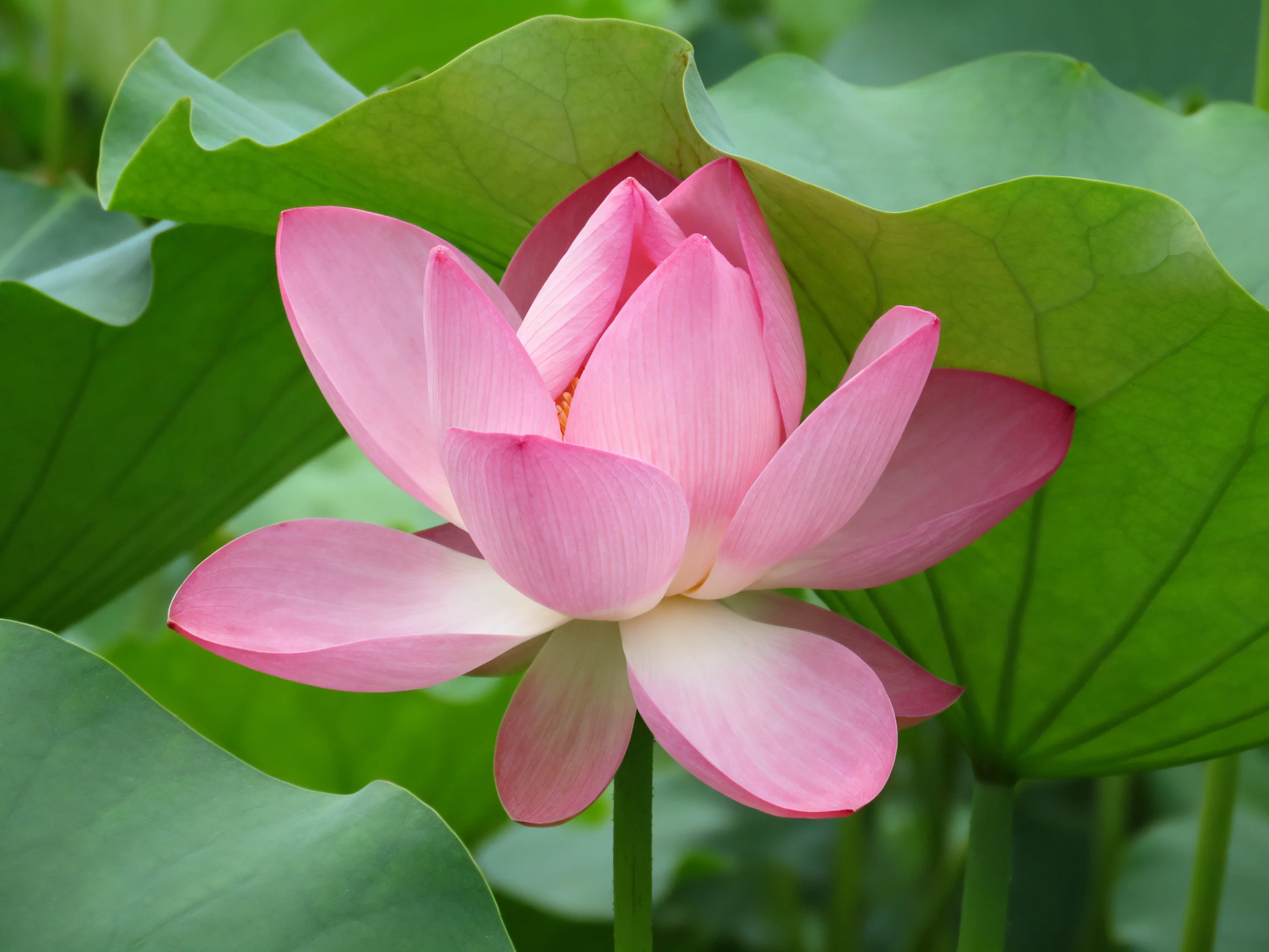 A vibrant pink lotus blooms amid large green lily pads