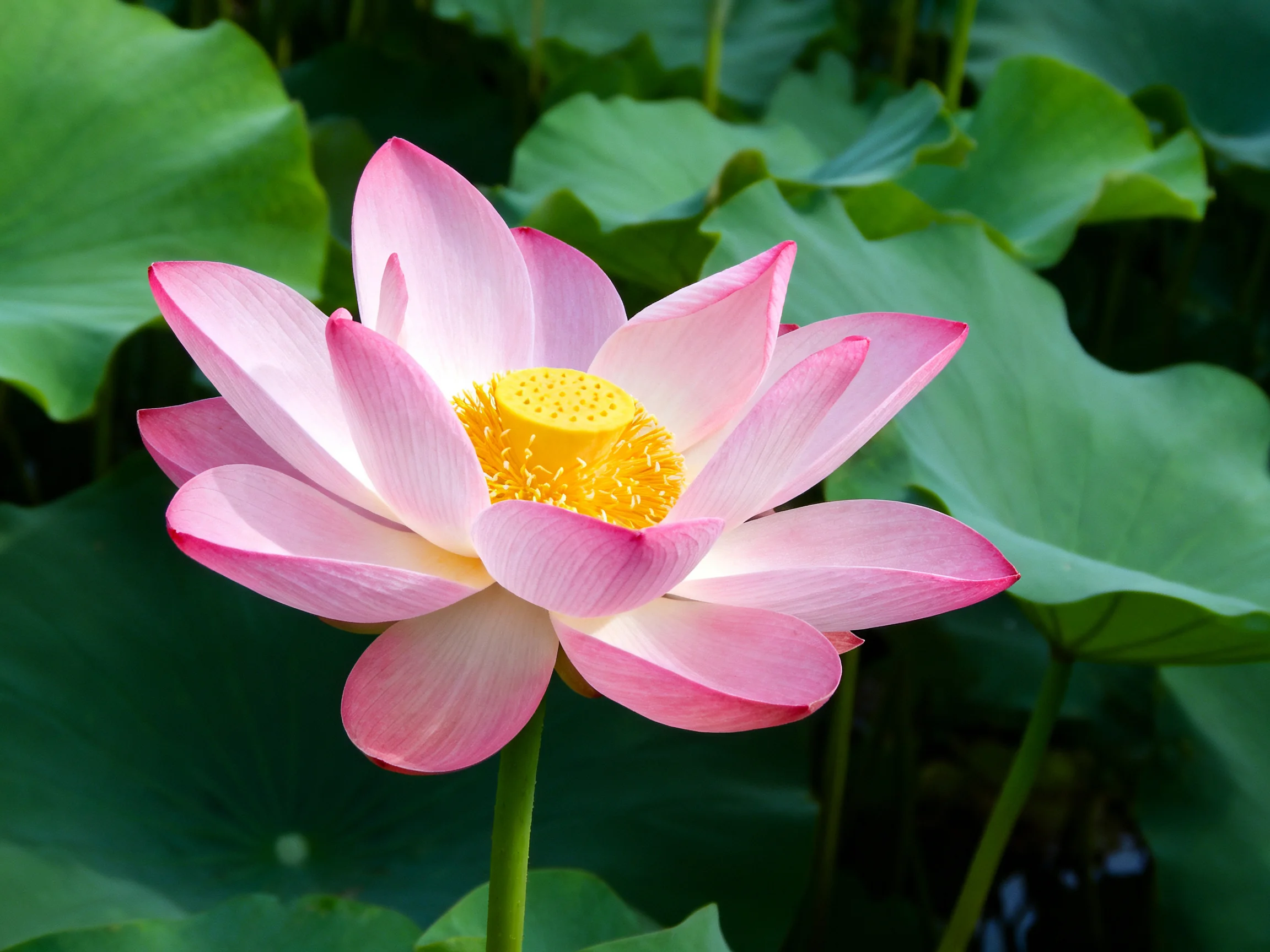 A vibrant pink lotus blooms amid lush green foliage