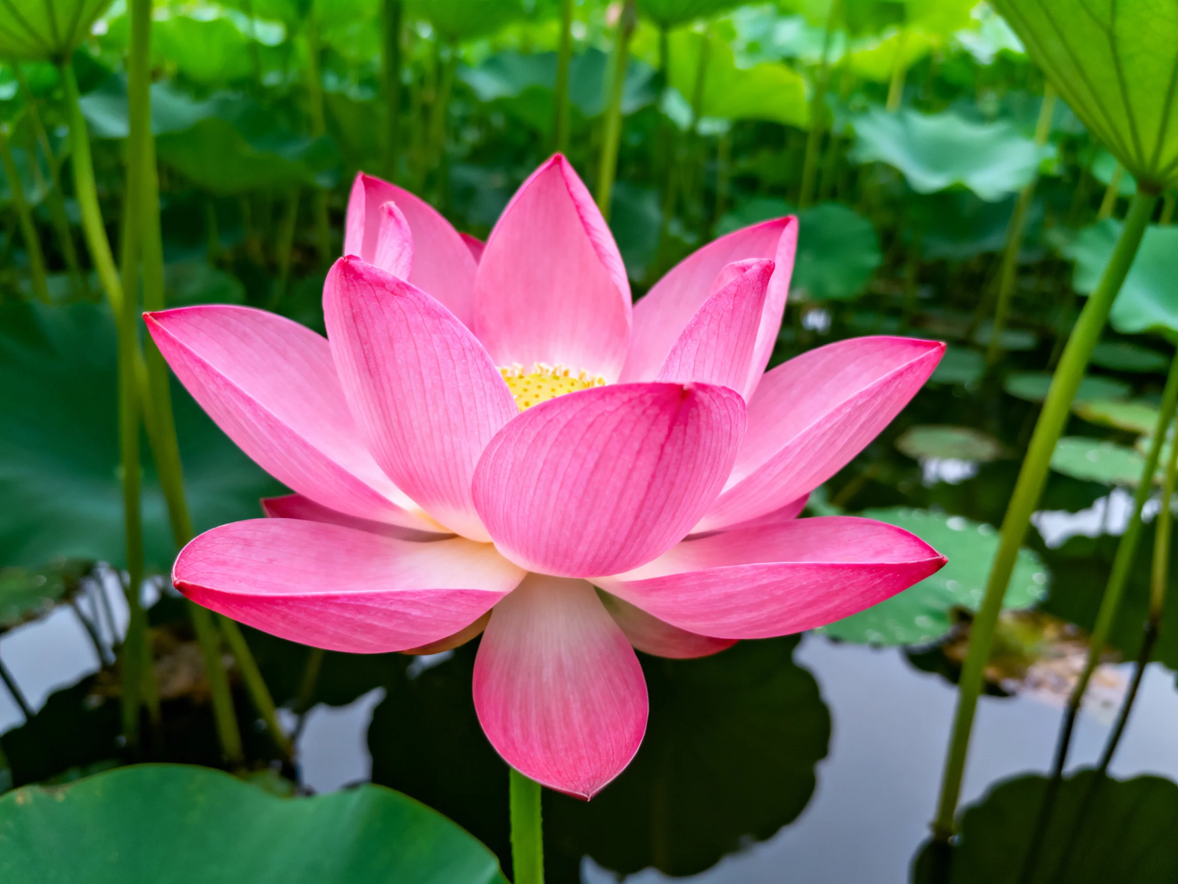A vibrant pink lotus blooms amid lush green foliage and calm water