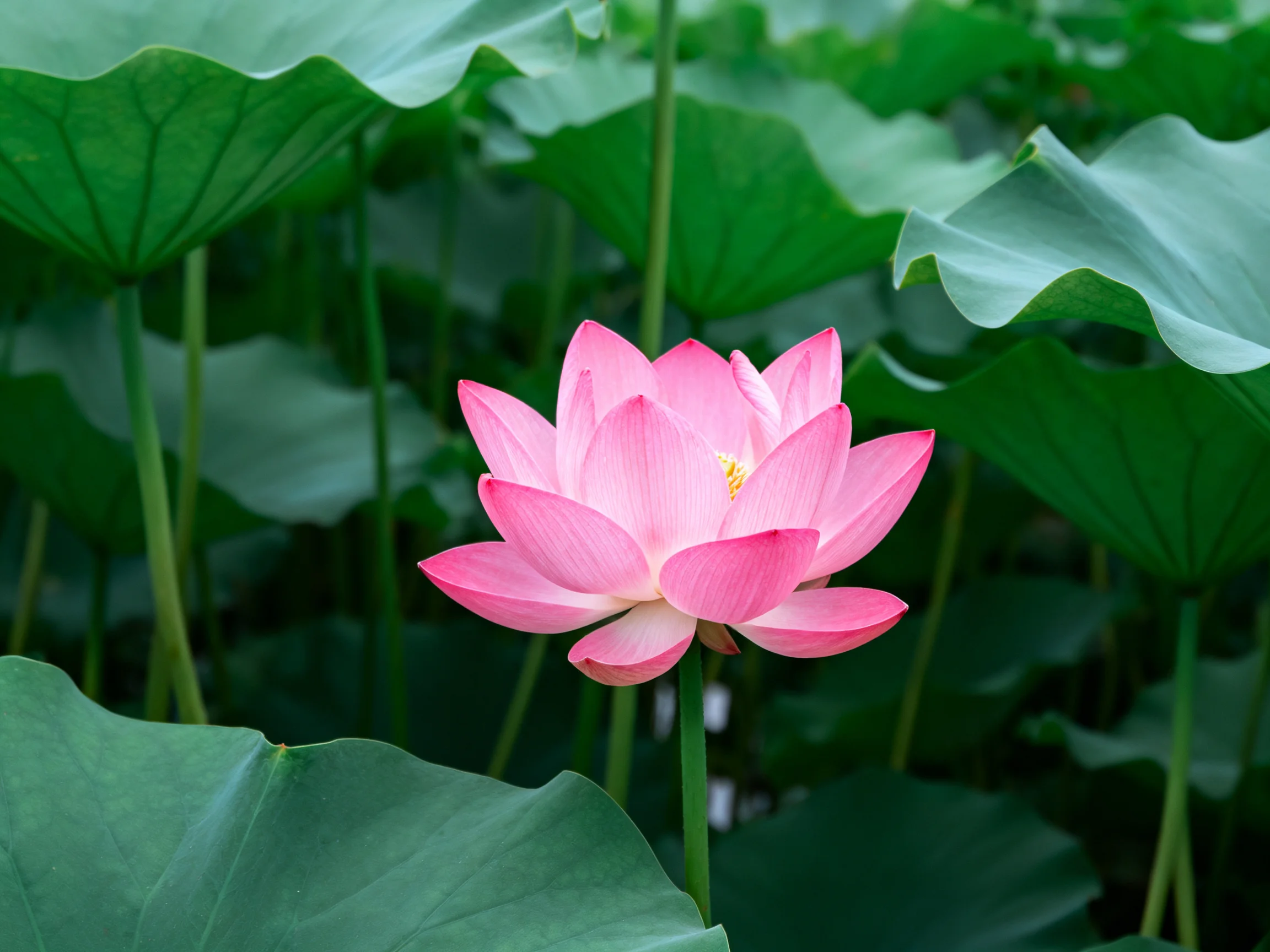A vibrant pink lotus blooms amid lush green lily pads