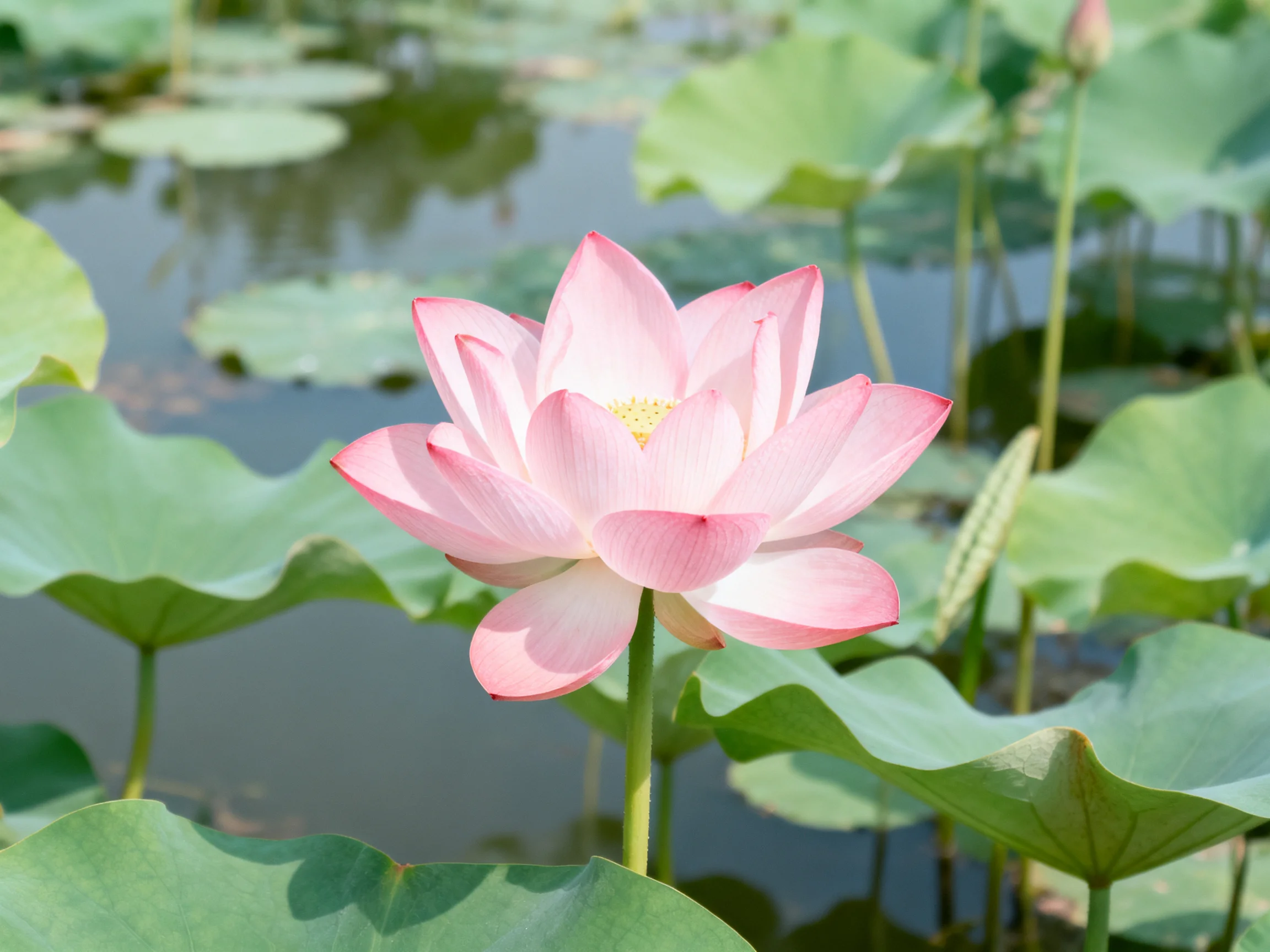 A vibrant pink lotus blooms amid lush green lily pads by still water