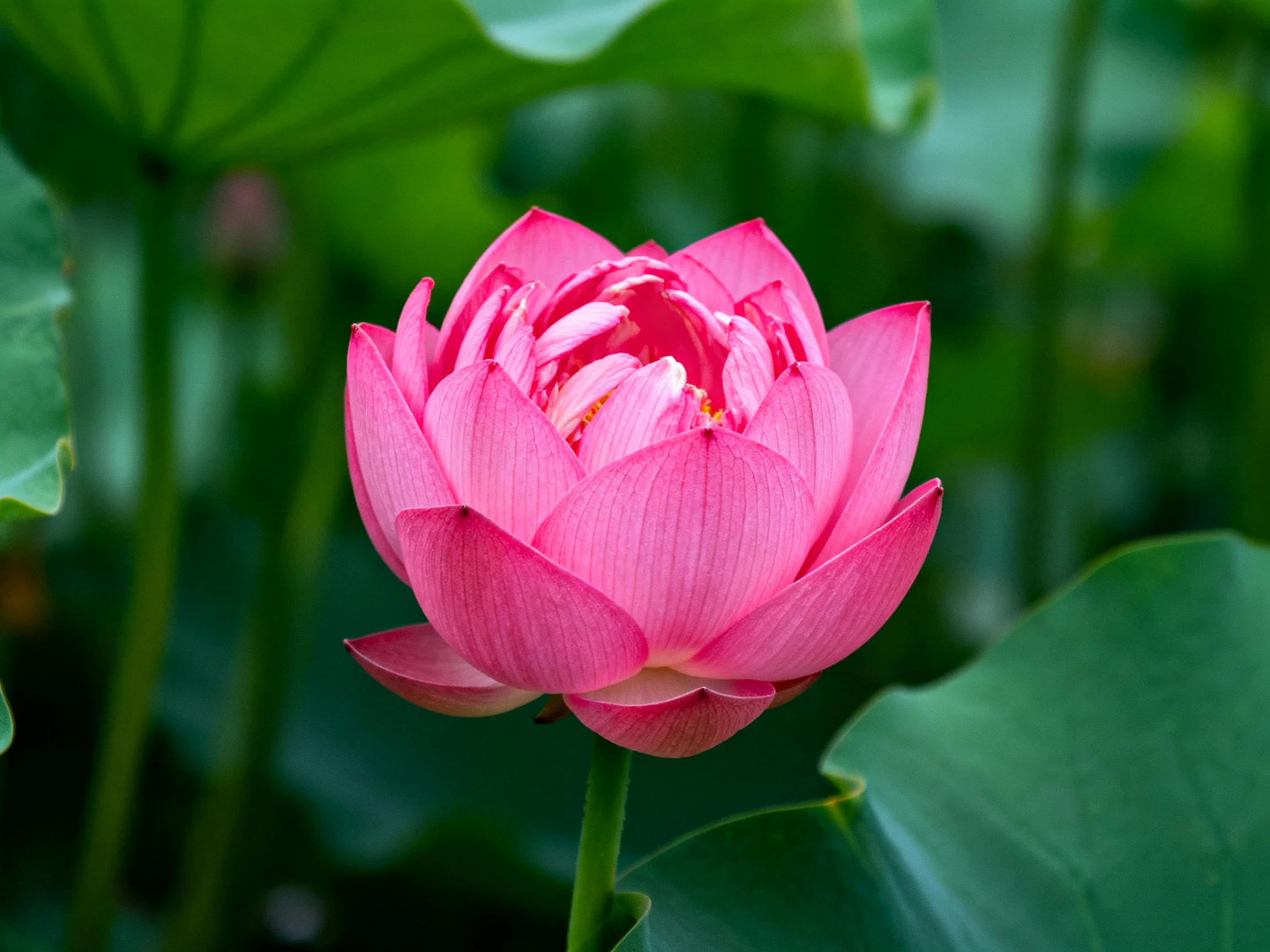 A vibrant pink lotus blooms amidst large green lily pads