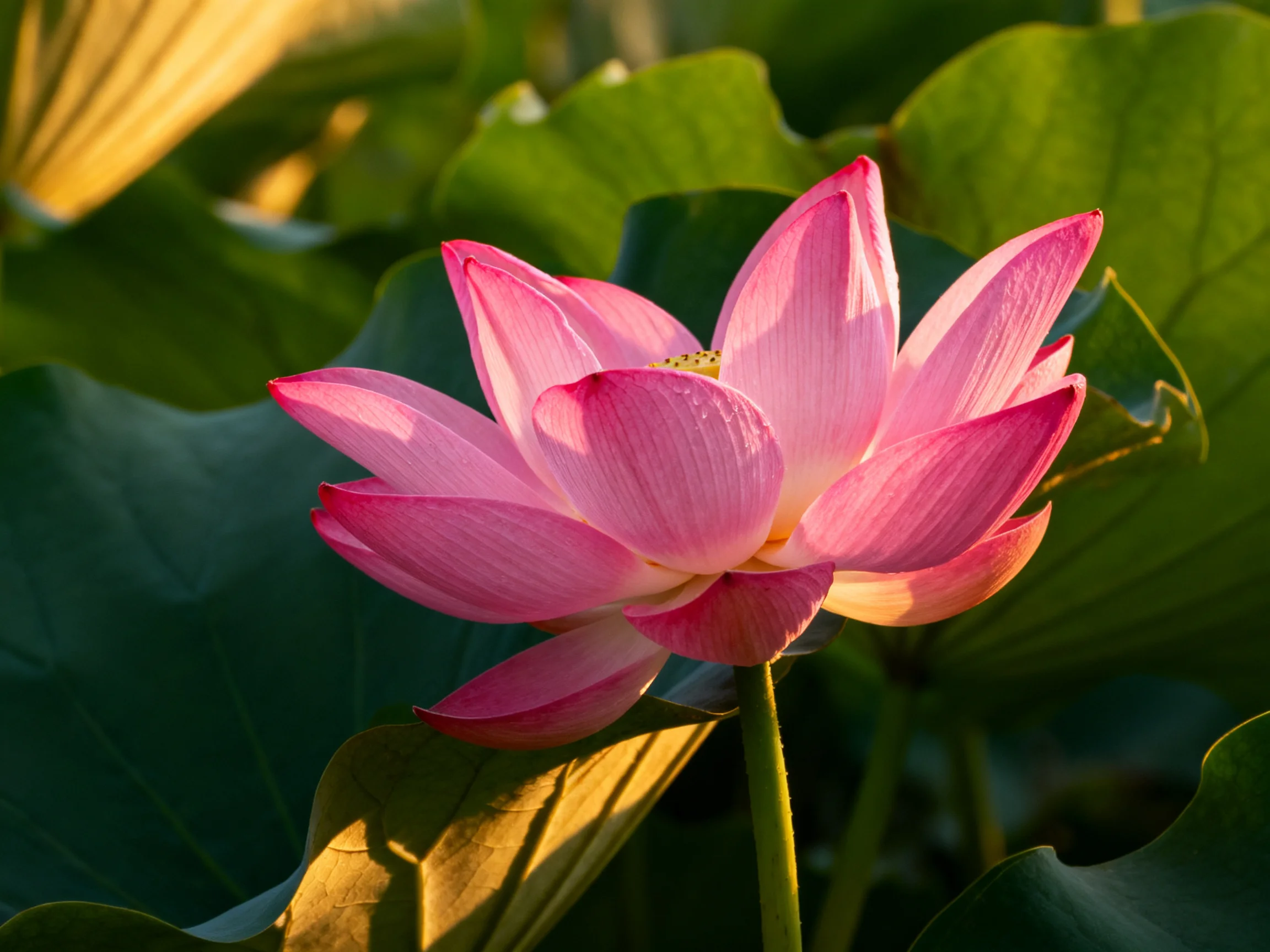 A vibrant pink lotus blooms among large green leaves in golden light