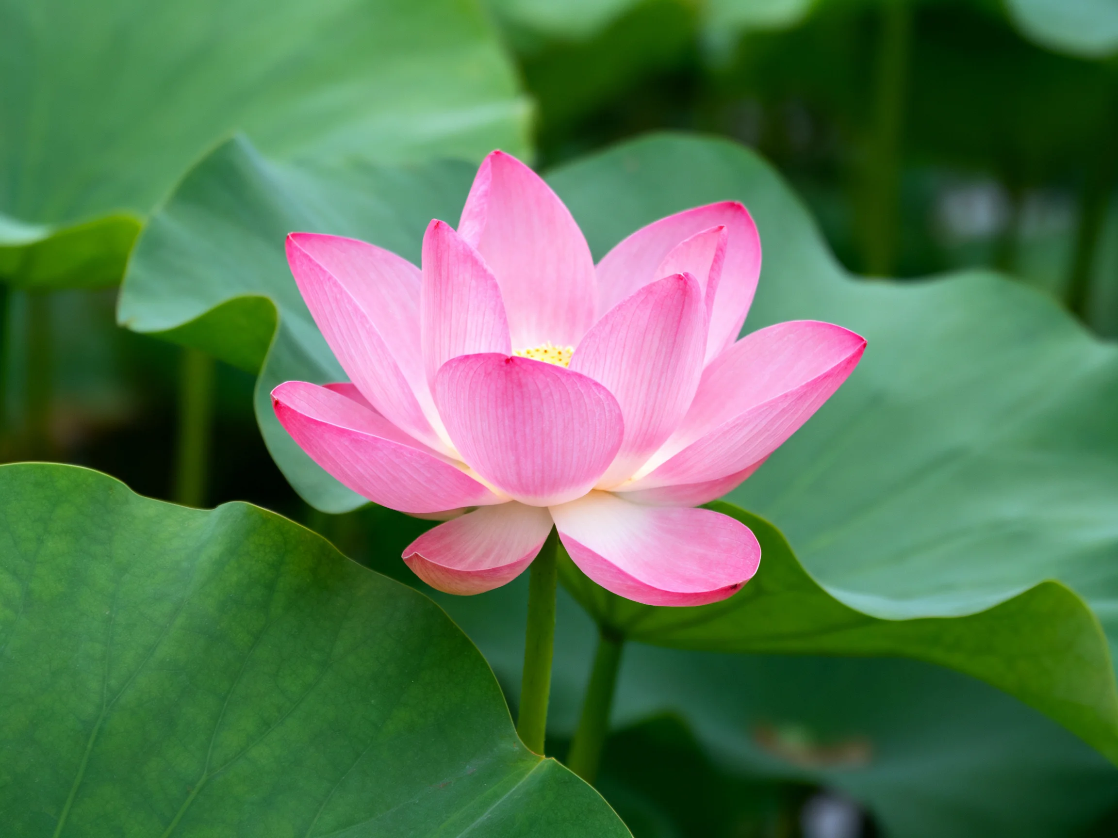 A vibrant pink lotus blooms among large green lily pads