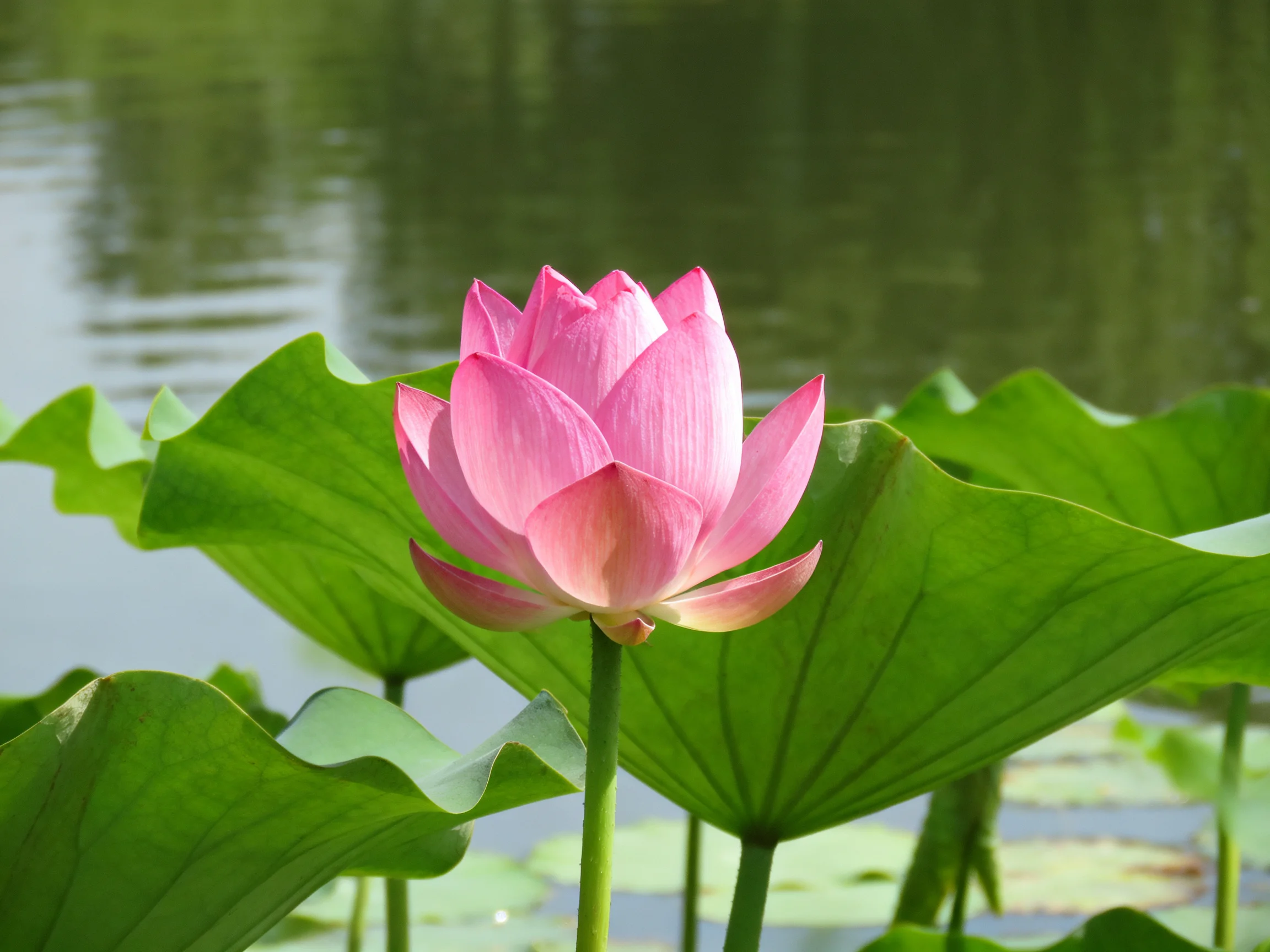 A vibrant pink lotus blooms among large green lily pads near calm water